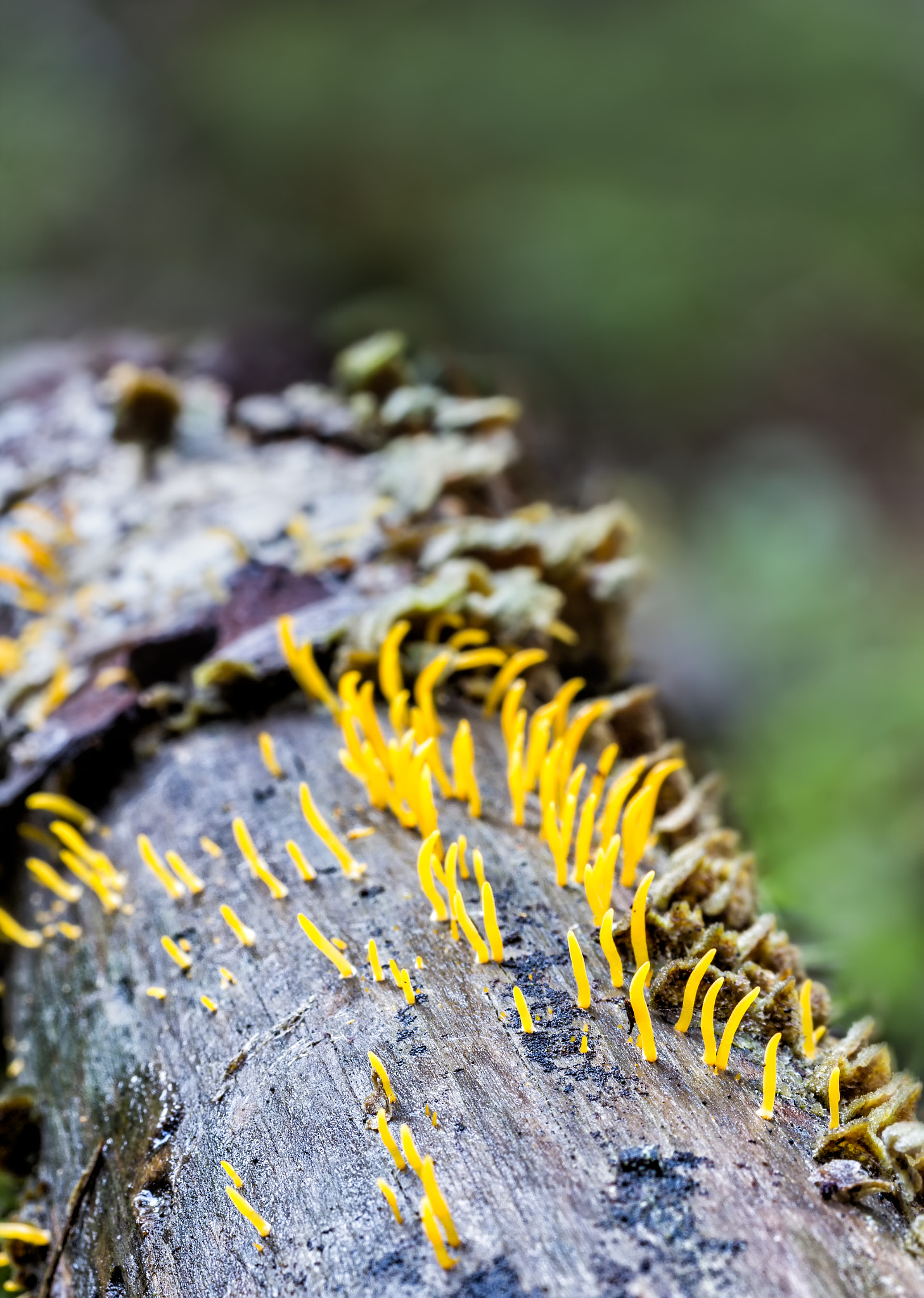 Canon EOS 60D + Sigma 50mm f/2.8 EX sample photo. Calocera cornea photography