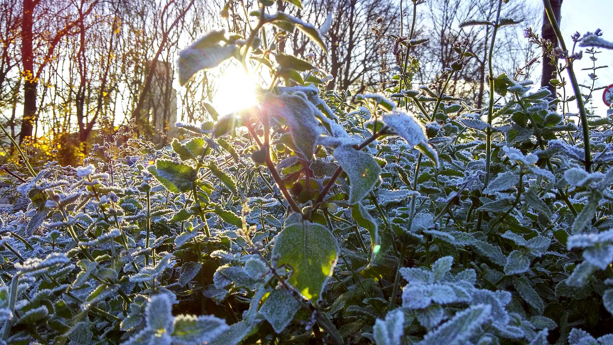 LG G Pro2 sample photo. Meant photography