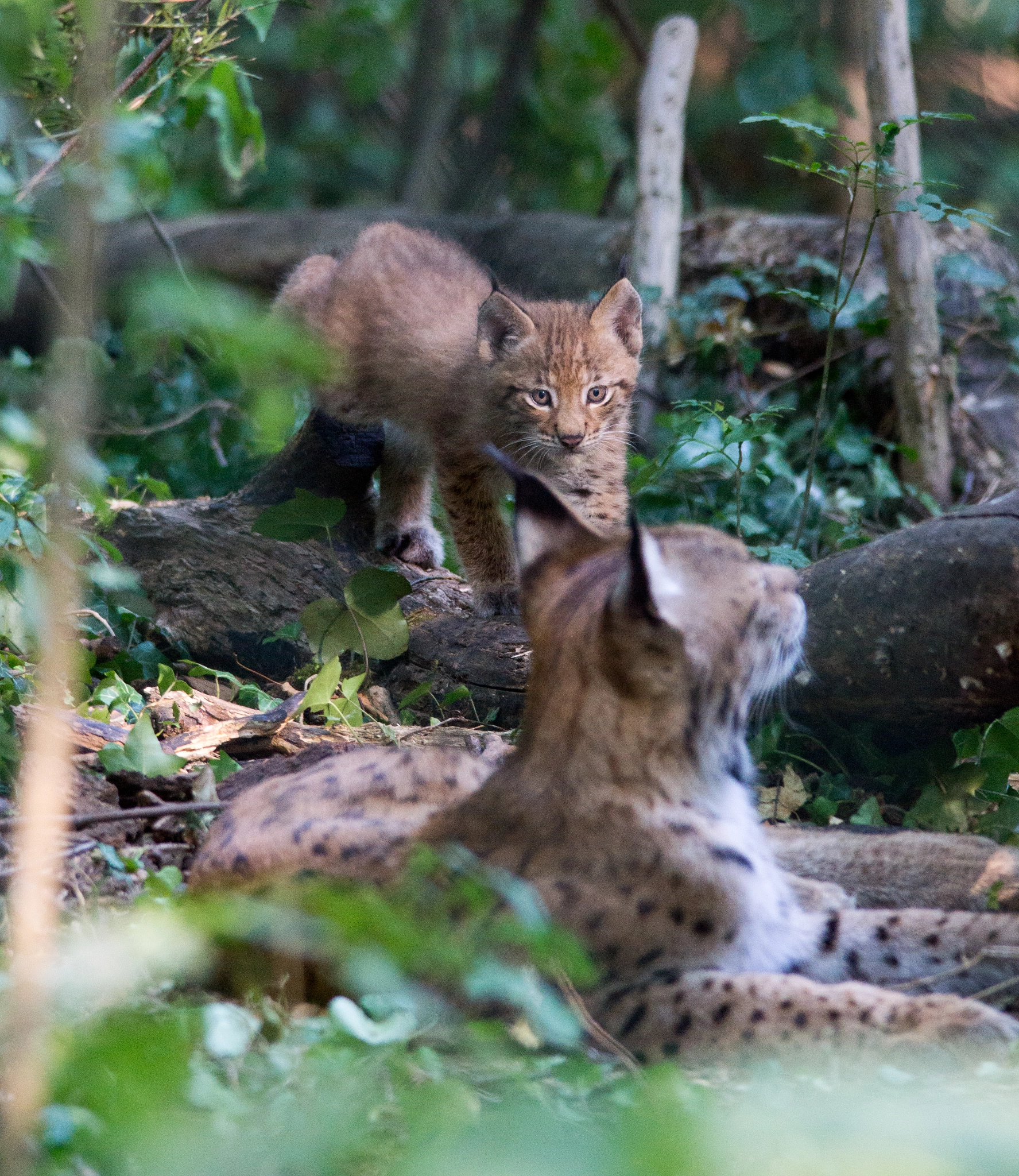 Sigma 150-500mm F5-6.3 DG OS HSM sample photo. Little lynx photography
