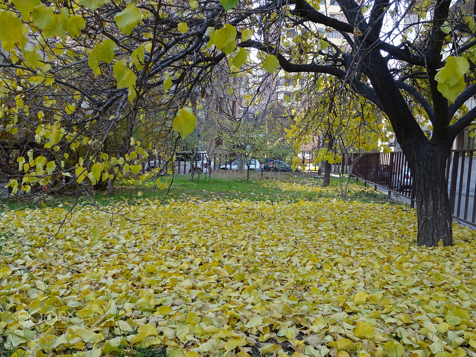 Sony DSC-QX30 sample photo. Backyards of yerevan, autumn 2015 photography