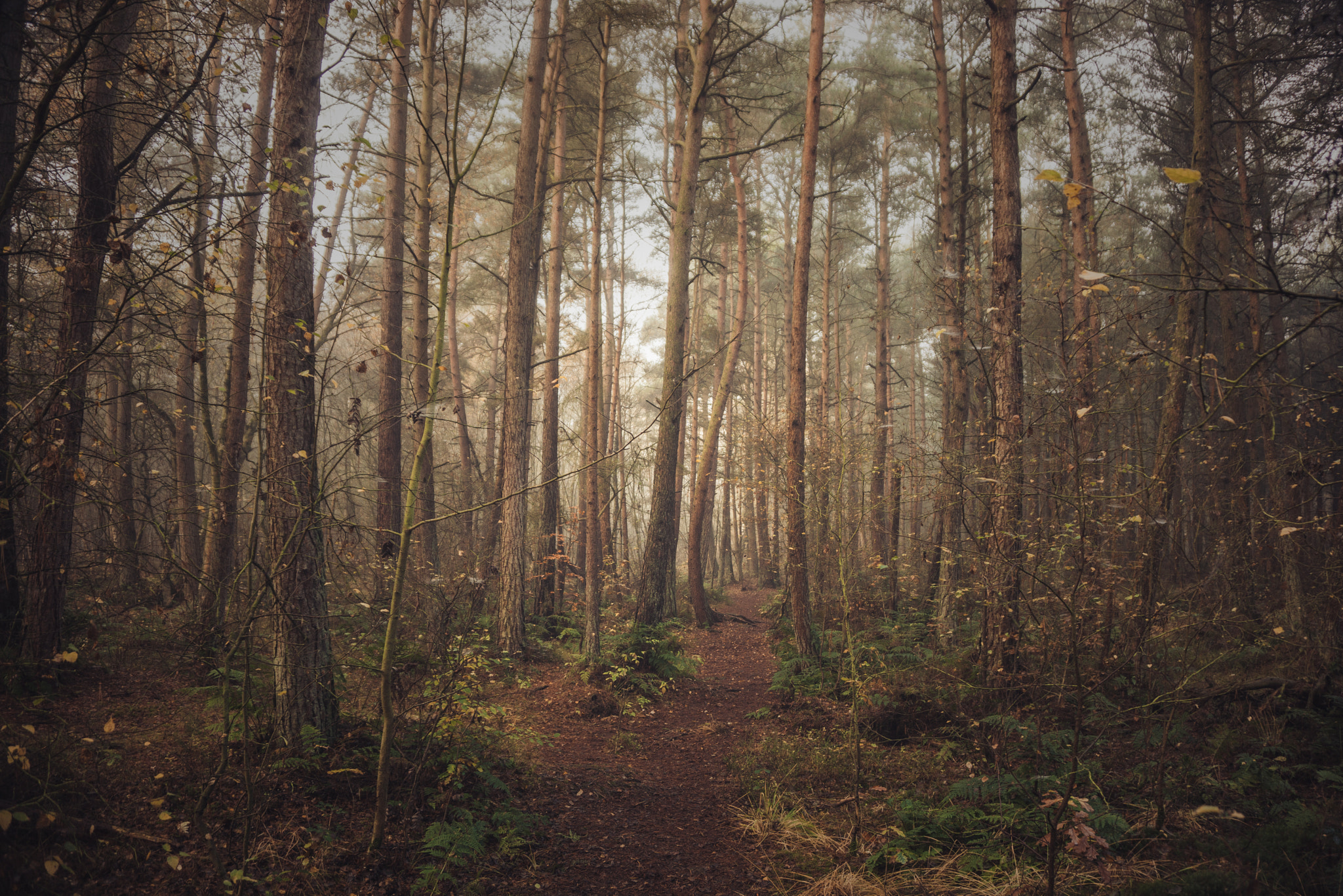 Sony Alpha NEX-7 + Sony E 16-50mm F3.5-5.6 PZ OSS sample photo. Autumn at the moss photography