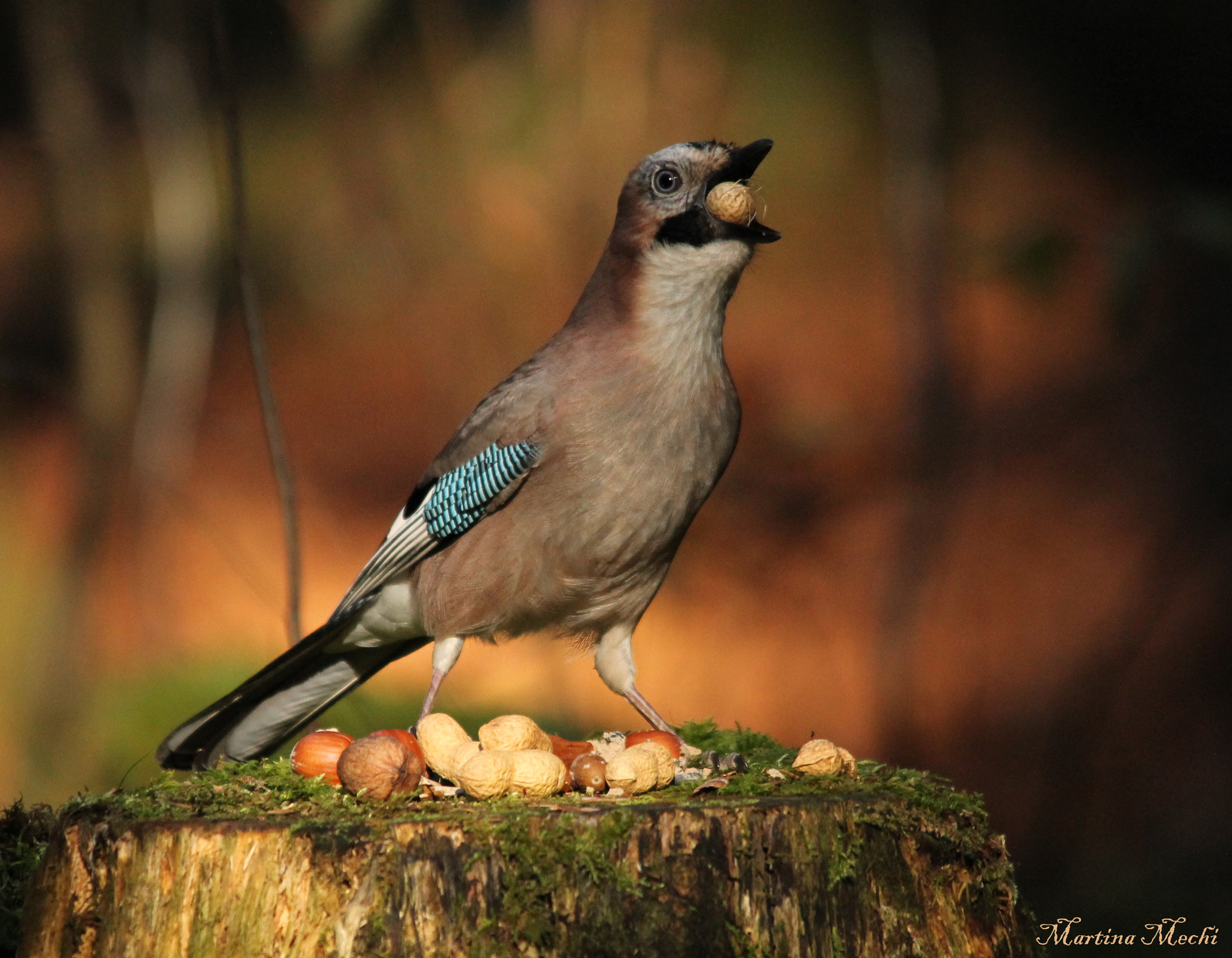 Sigma 150-500mm F5-6.3 DG OS HSM sample photo. *i can swallow the whole nut ii* photography
