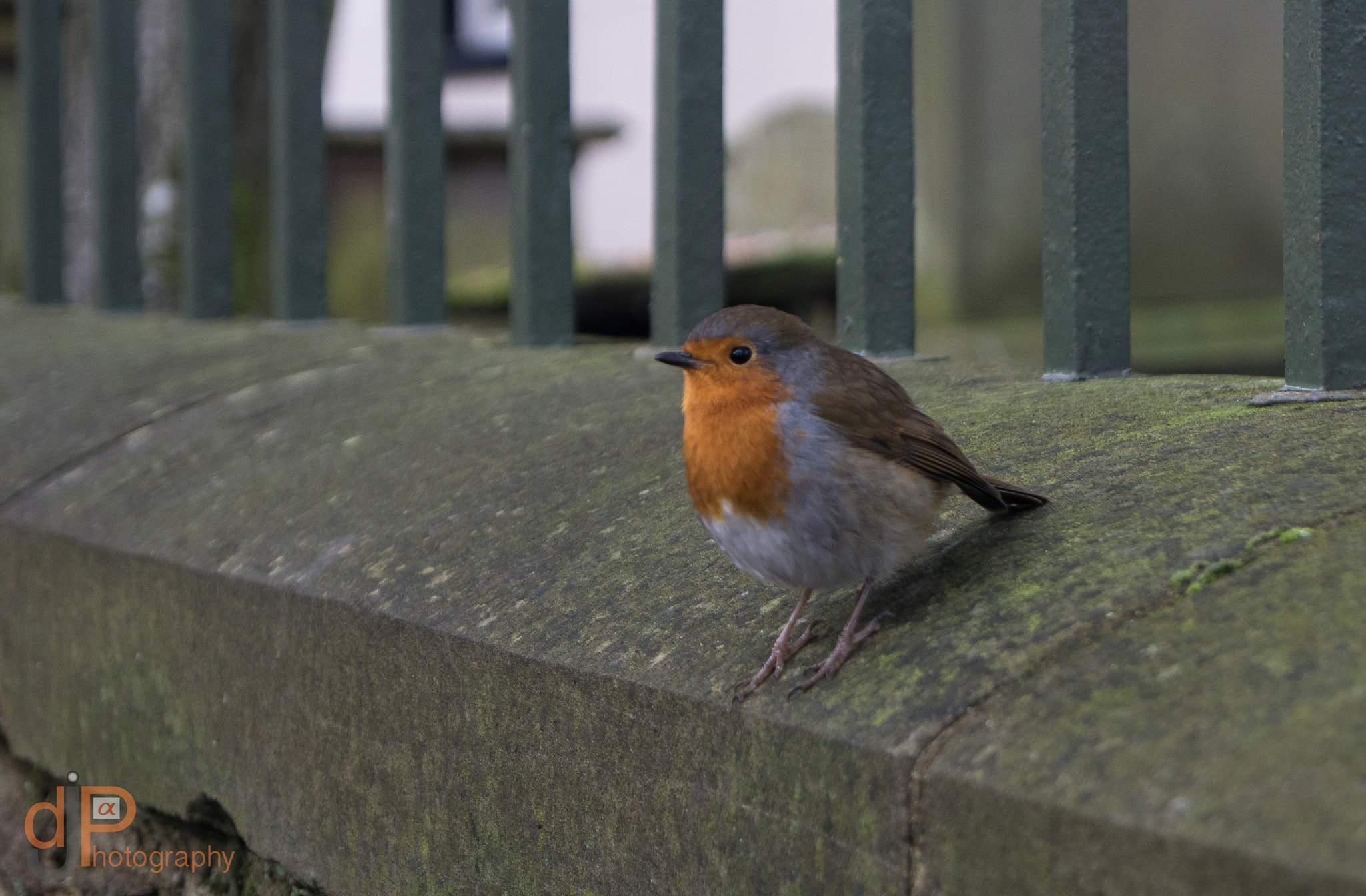 Sony ILCA-77M2 + Sony DT 18-55mm F3.5-5.6 SAM sample photo. Robin in churchyard photography