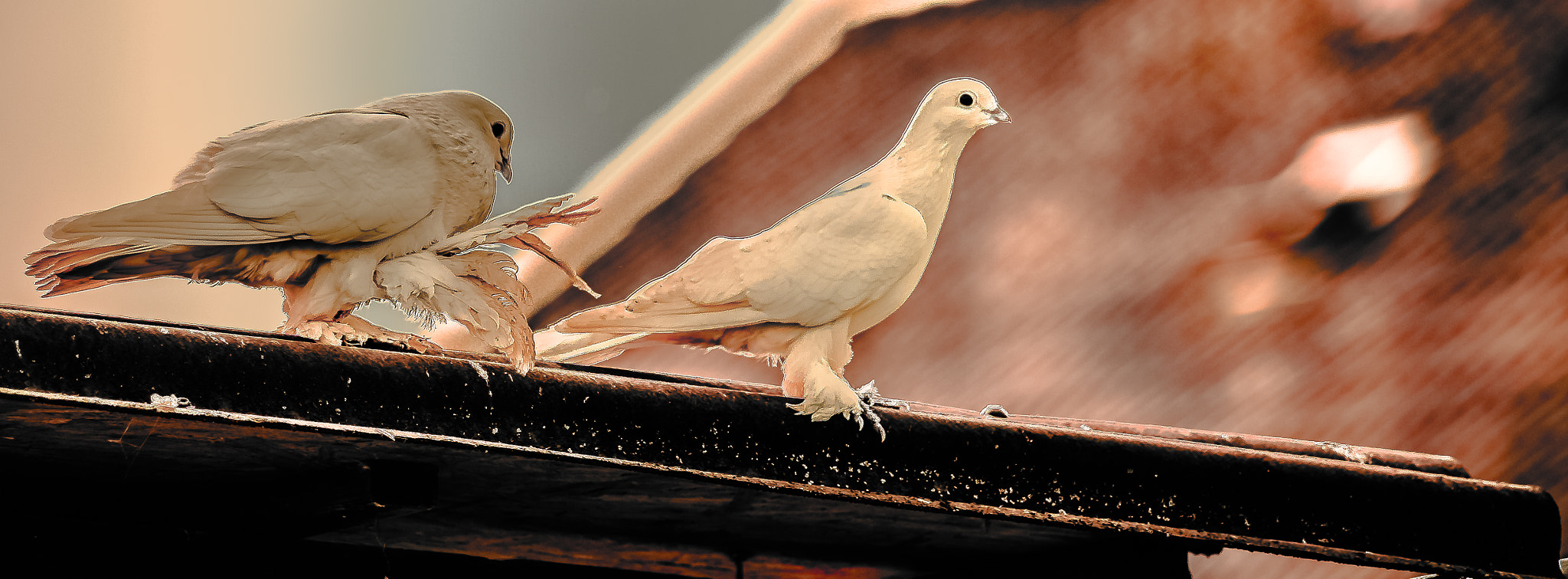 Pentax smc DA 55-300mm F4.0-5.8 ED sample photo. La pareja photography