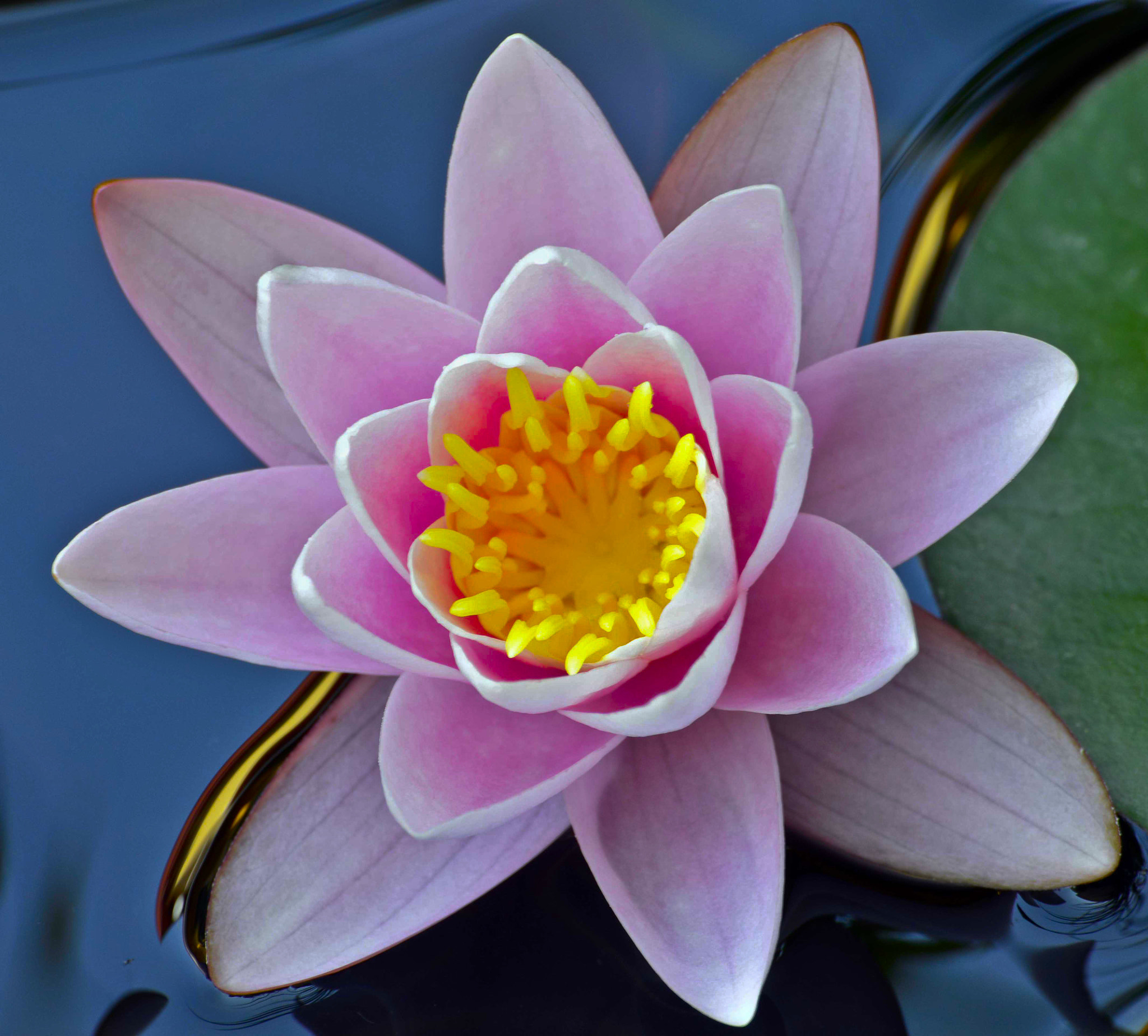 Nikon D3200 + Sigma 70-200mm F2.8 EX DG OS HSM sample photo. Water lily photography