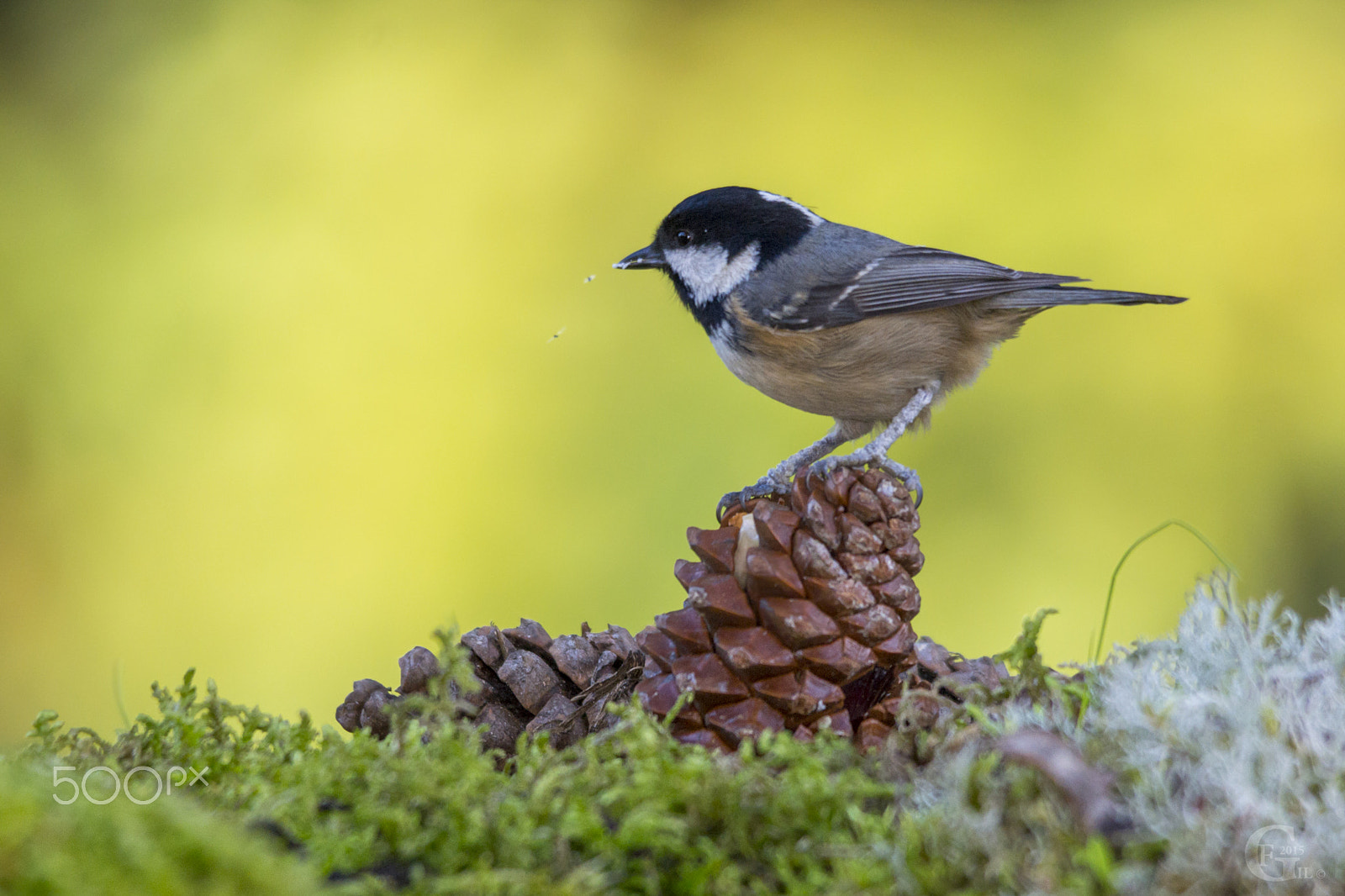Sigma 150-500mm F5-6.3 DG OS HSM sample photo. Parus ater photography