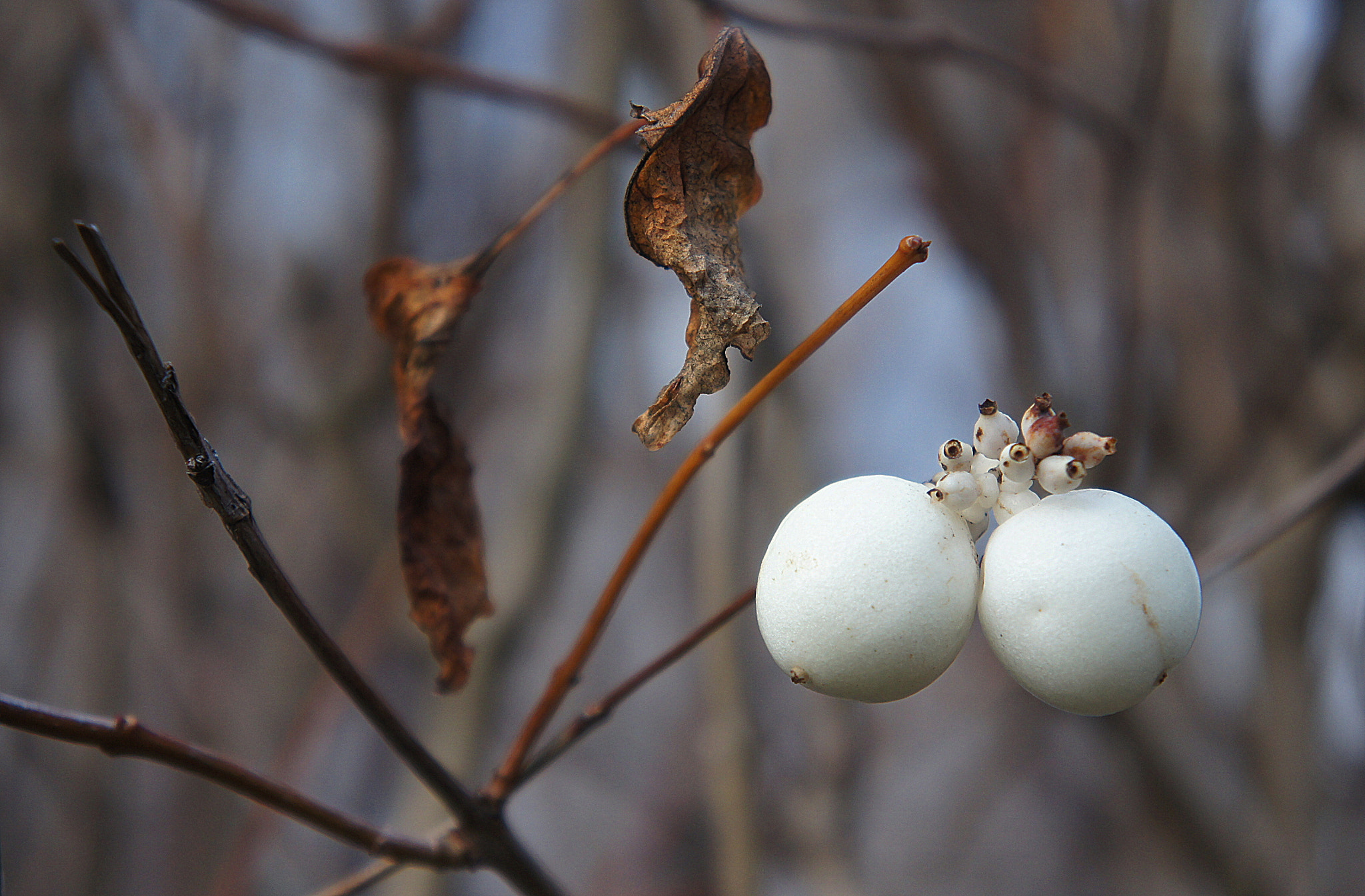 Sony Alpha NEX-C3 sample photo. White berries photography