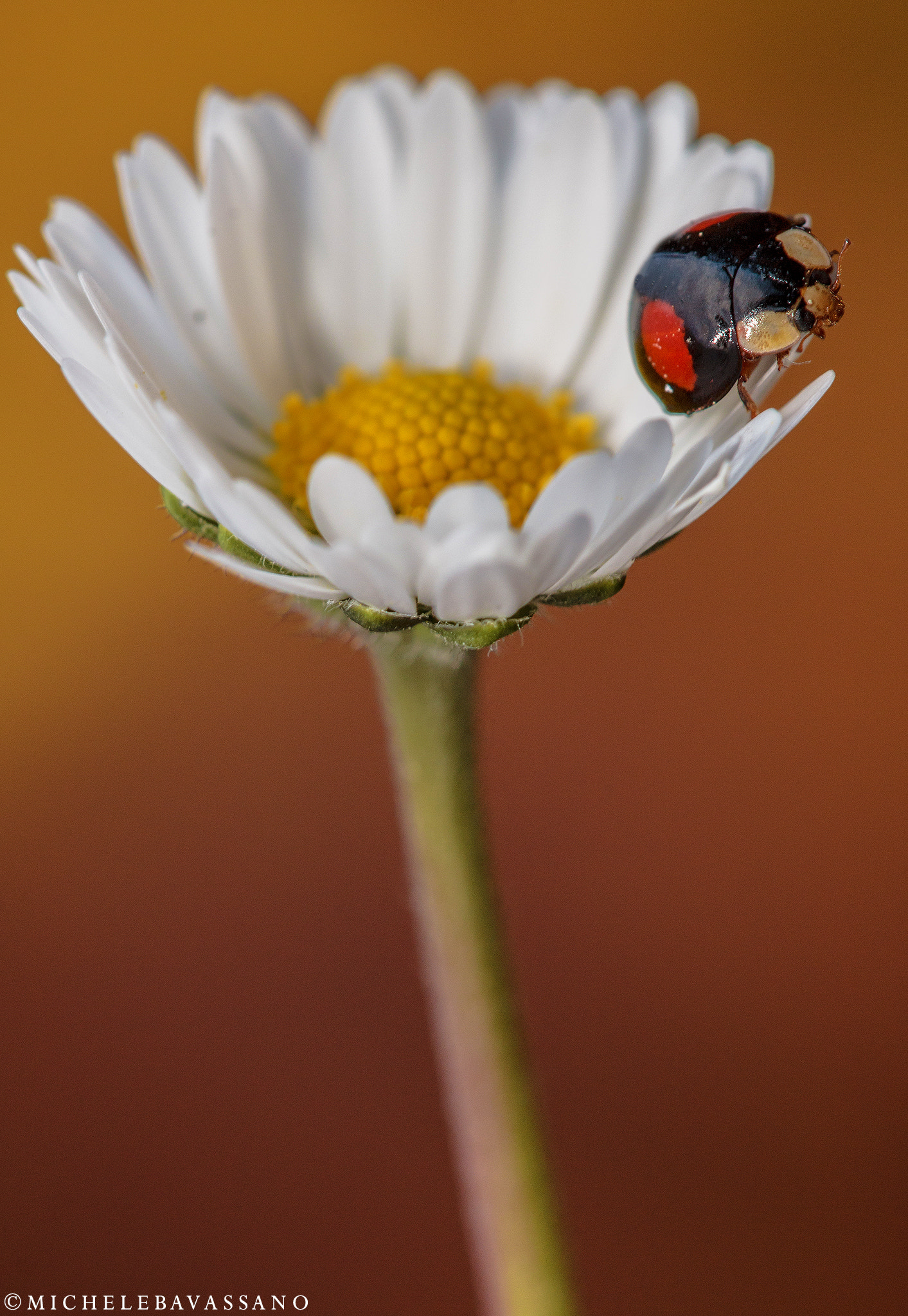 Sigma APO Macro 150mm f/2.8 EX DG HSM sample photo. Lightness on a flower photography