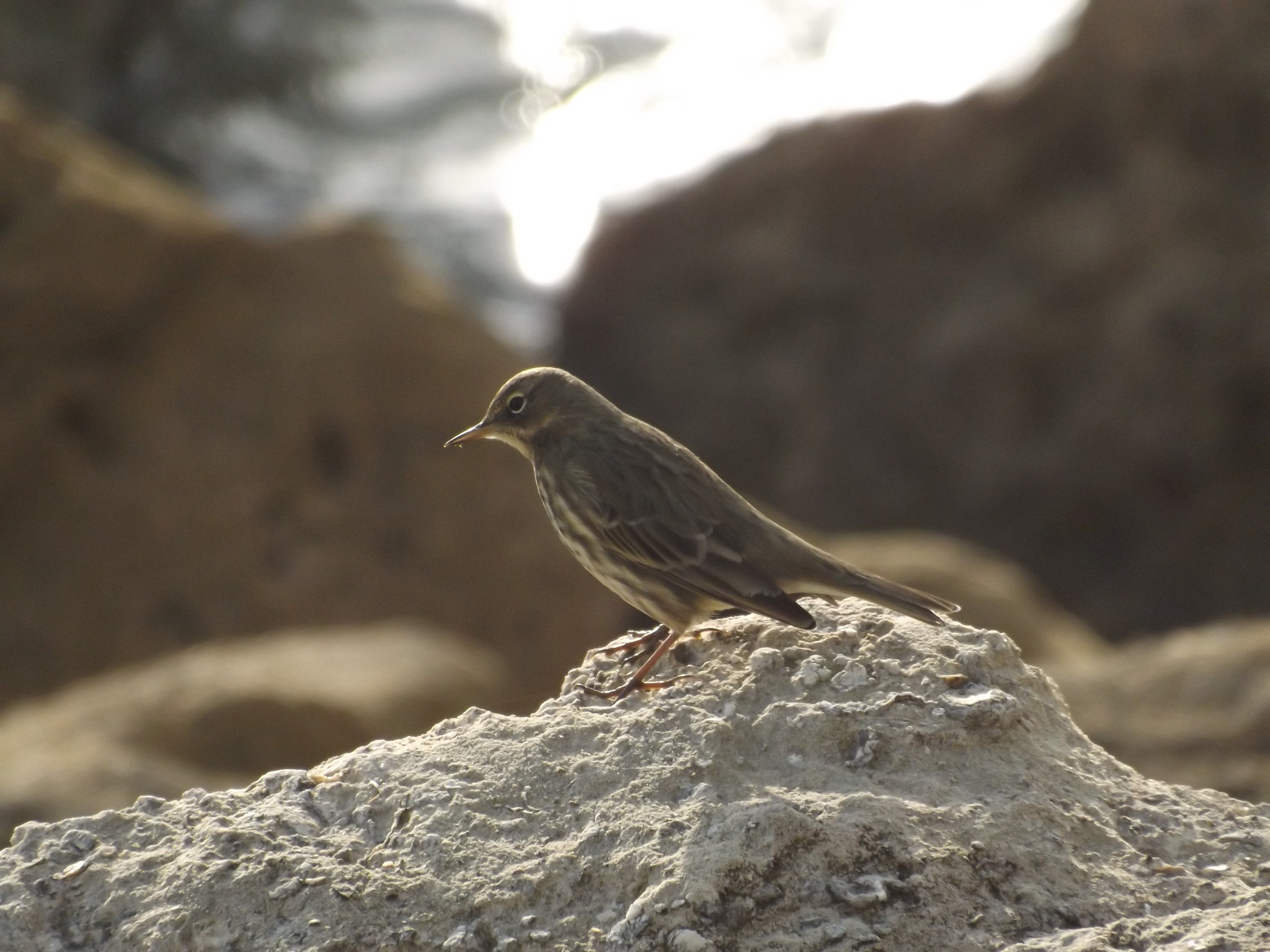 Fujifilm FinePix SL280 sample photo. Rock pipit photography