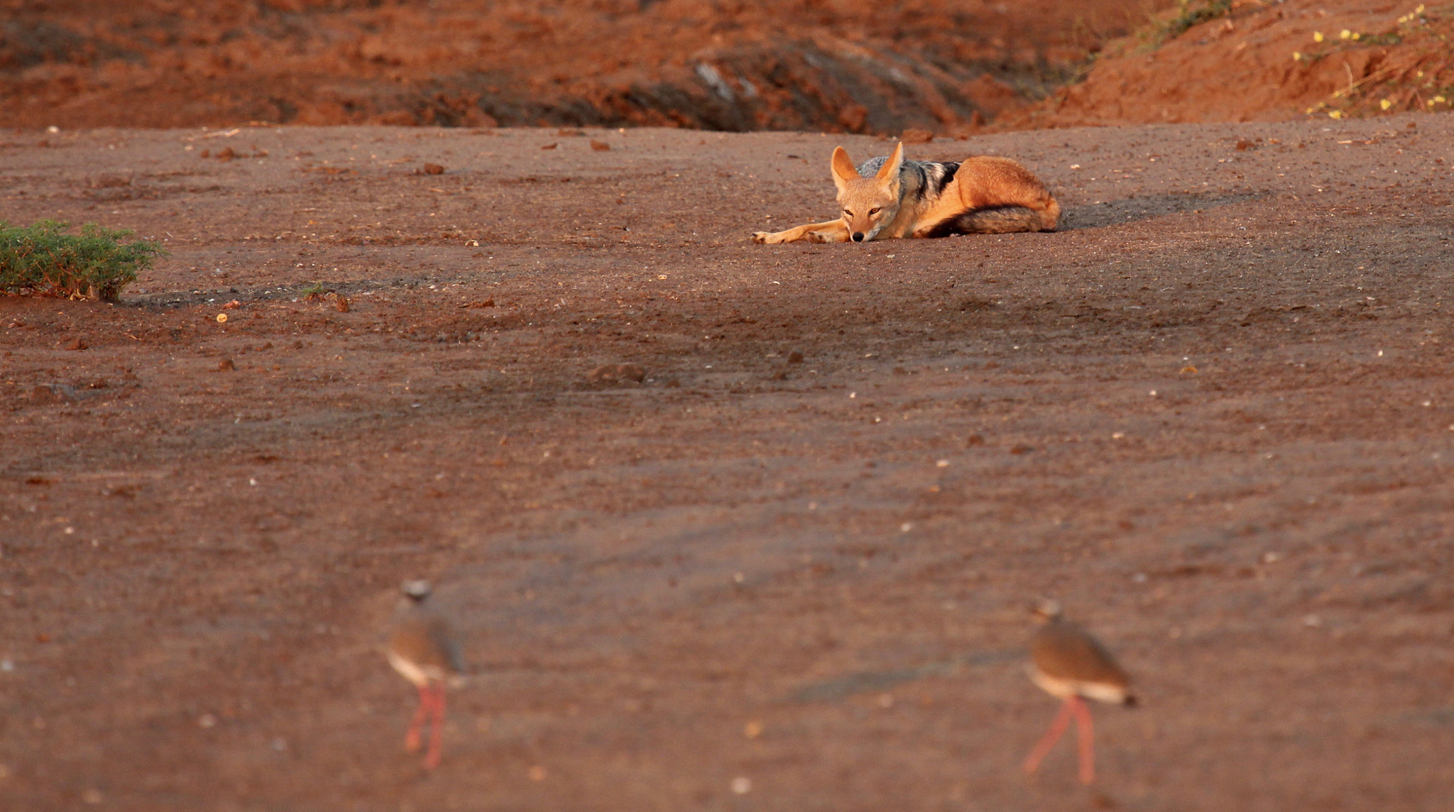 Canon EF 100-400mm F4.5-5.6L IS USM sample photo. Hungry fox....mashatu botswana photography