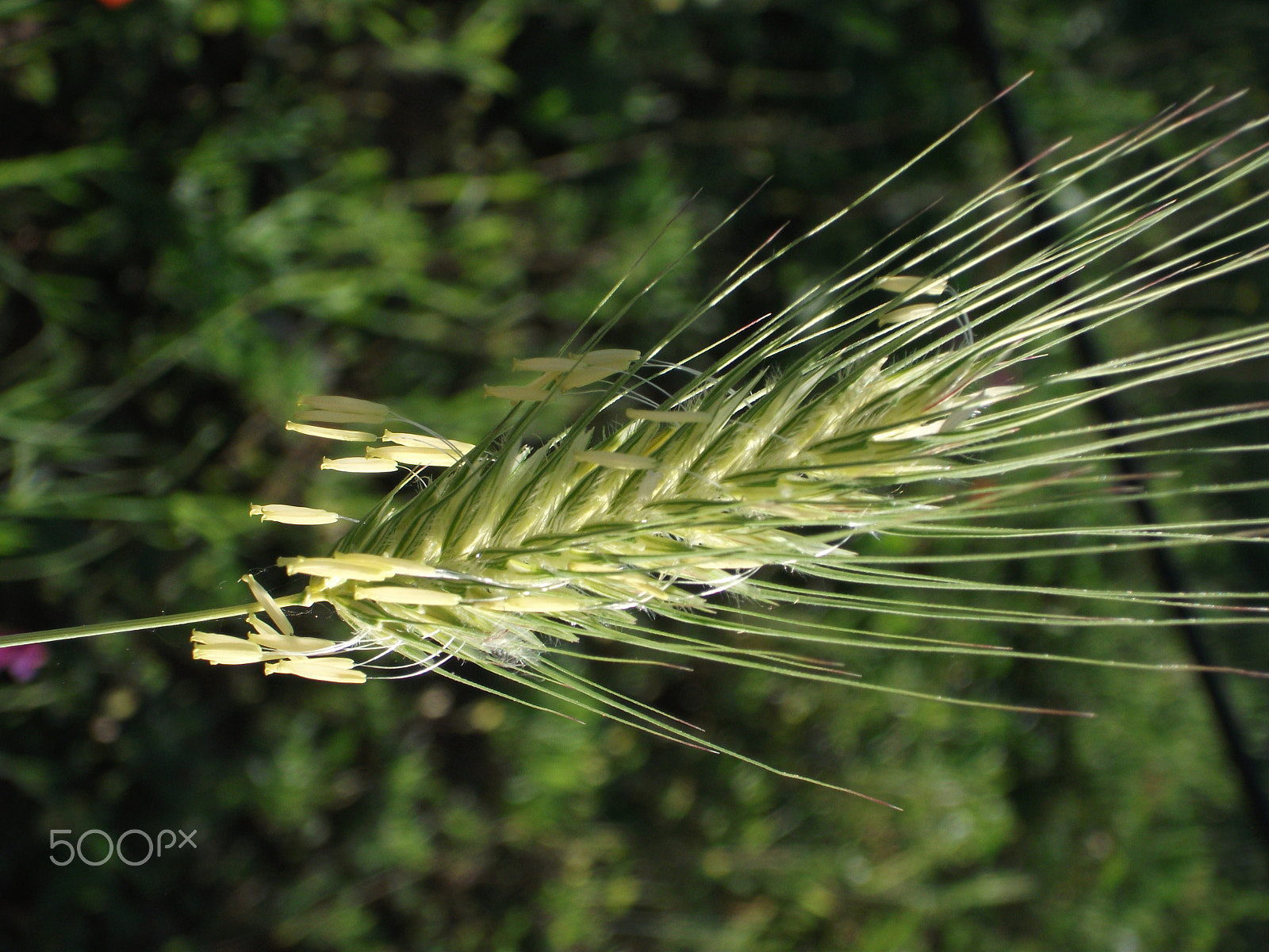 Fujifilm FinePix J30 J32 J38 sample photo. Spiga photography