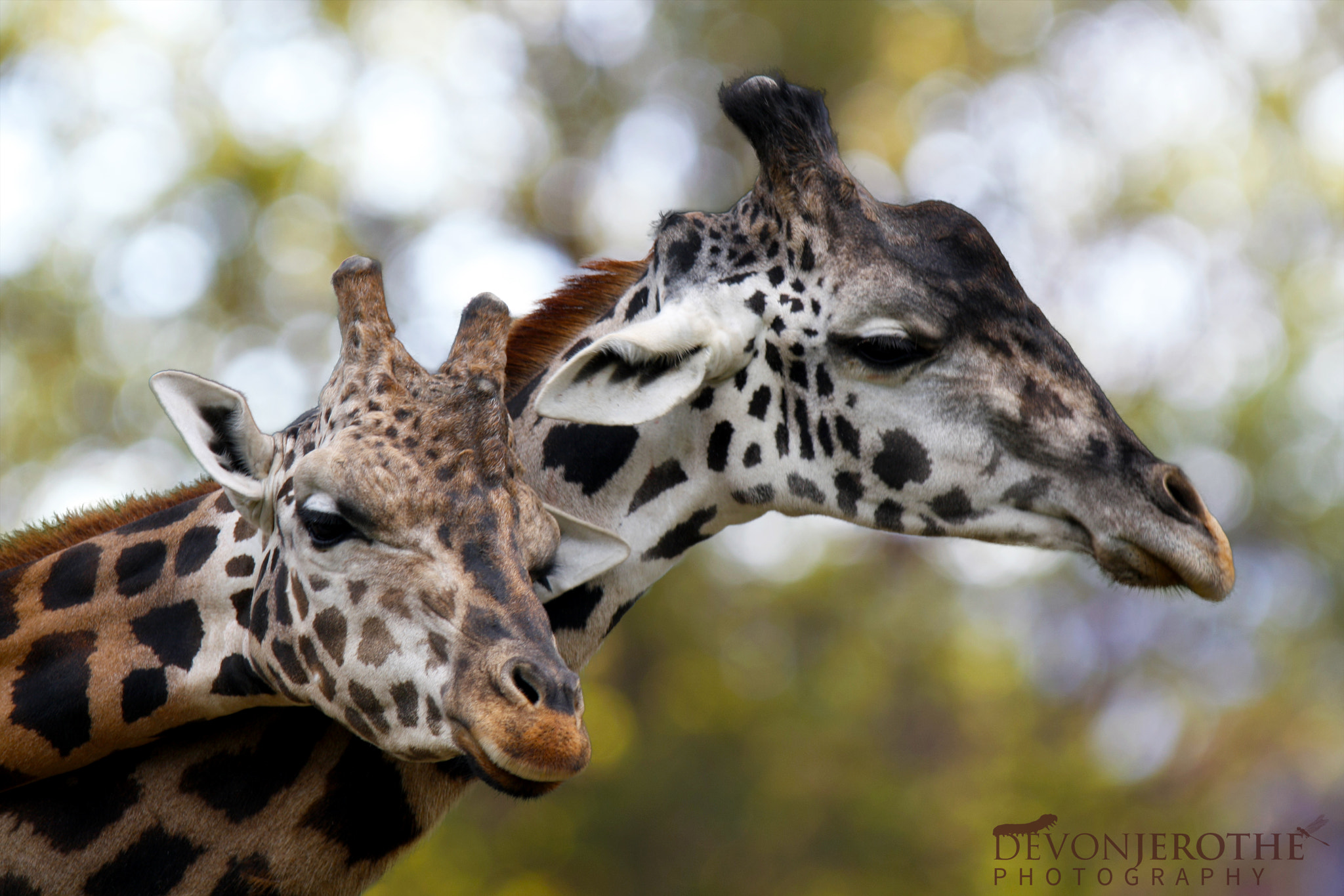 Canon EOS 1000D (EOS Digital Rebel XS / EOS Kiss F) sample photo. Giraffe photography