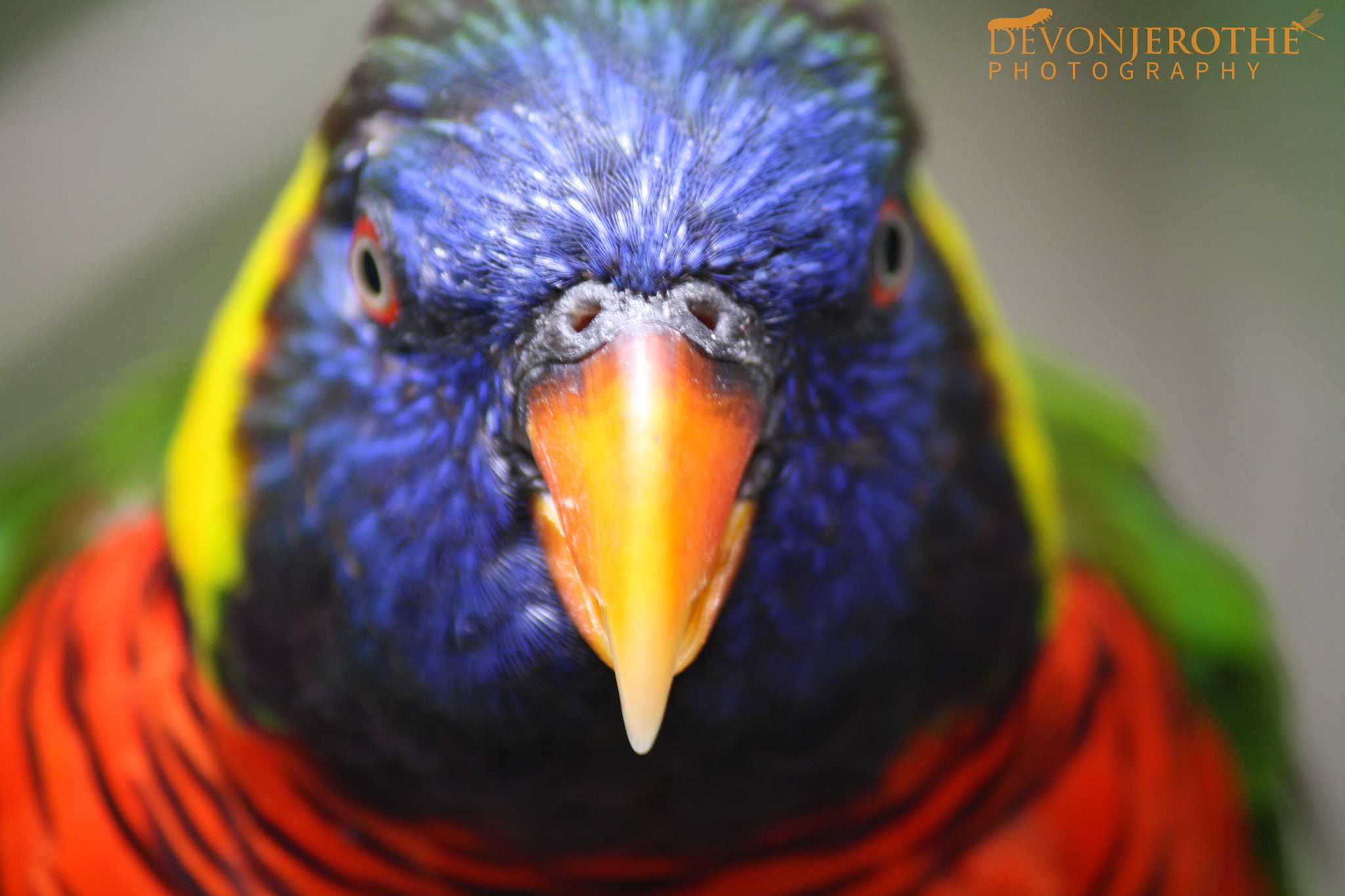 Canon EOS 1000D (EOS Digital Rebel XS / EOS Kiss F) sample photo. Green-naped lorikeet photography