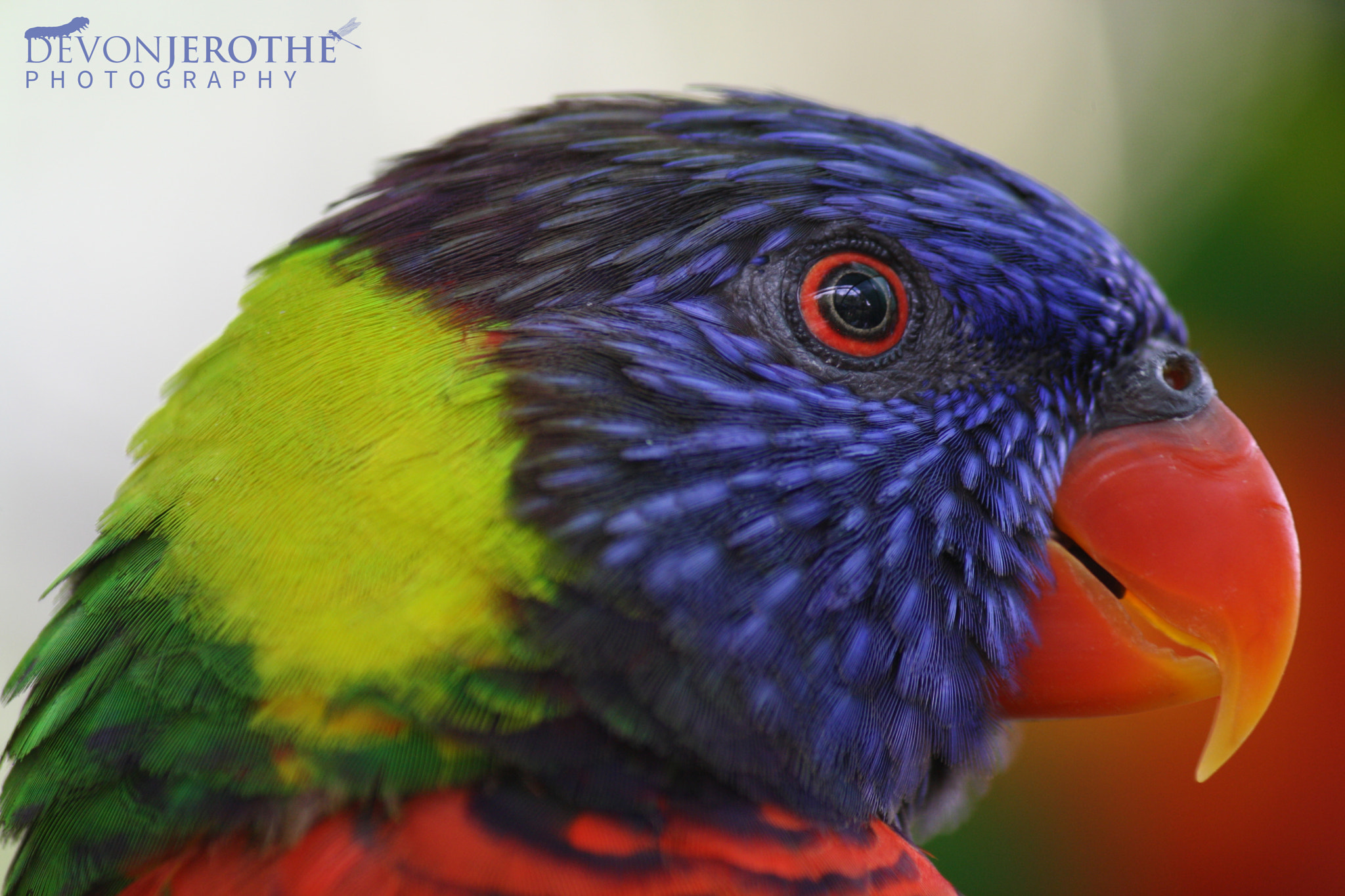 Canon EOS 1000D (EOS Digital Rebel XS / EOS Kiss F) sample photo. Green-naped lorikeet photography