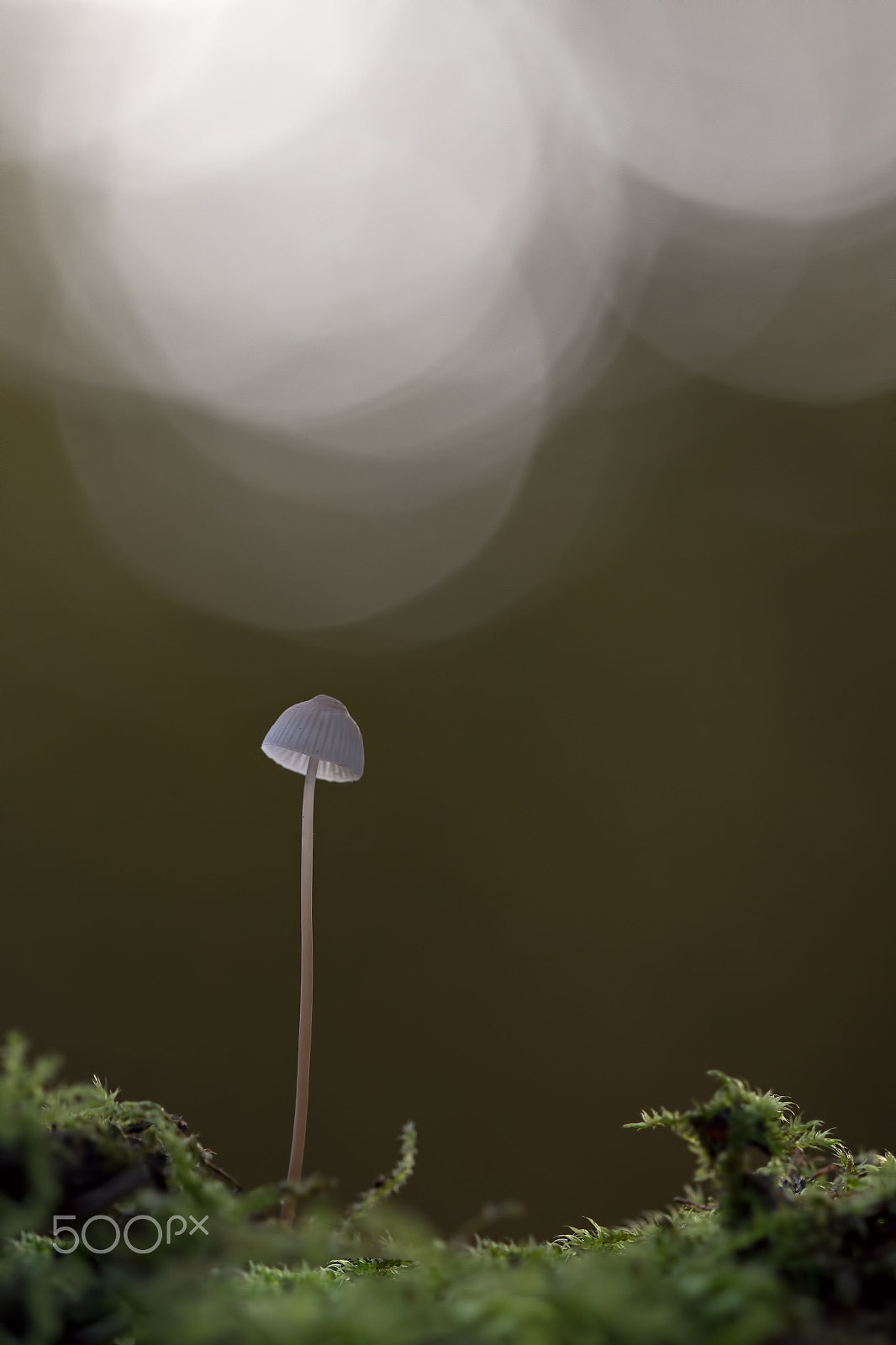 Canon EOS 600D (Rebel EOS T3i / EOS Kiss X5) + Canon EF 100mm F2.8 Macro USM sample photo. Subtle autumn ii photography