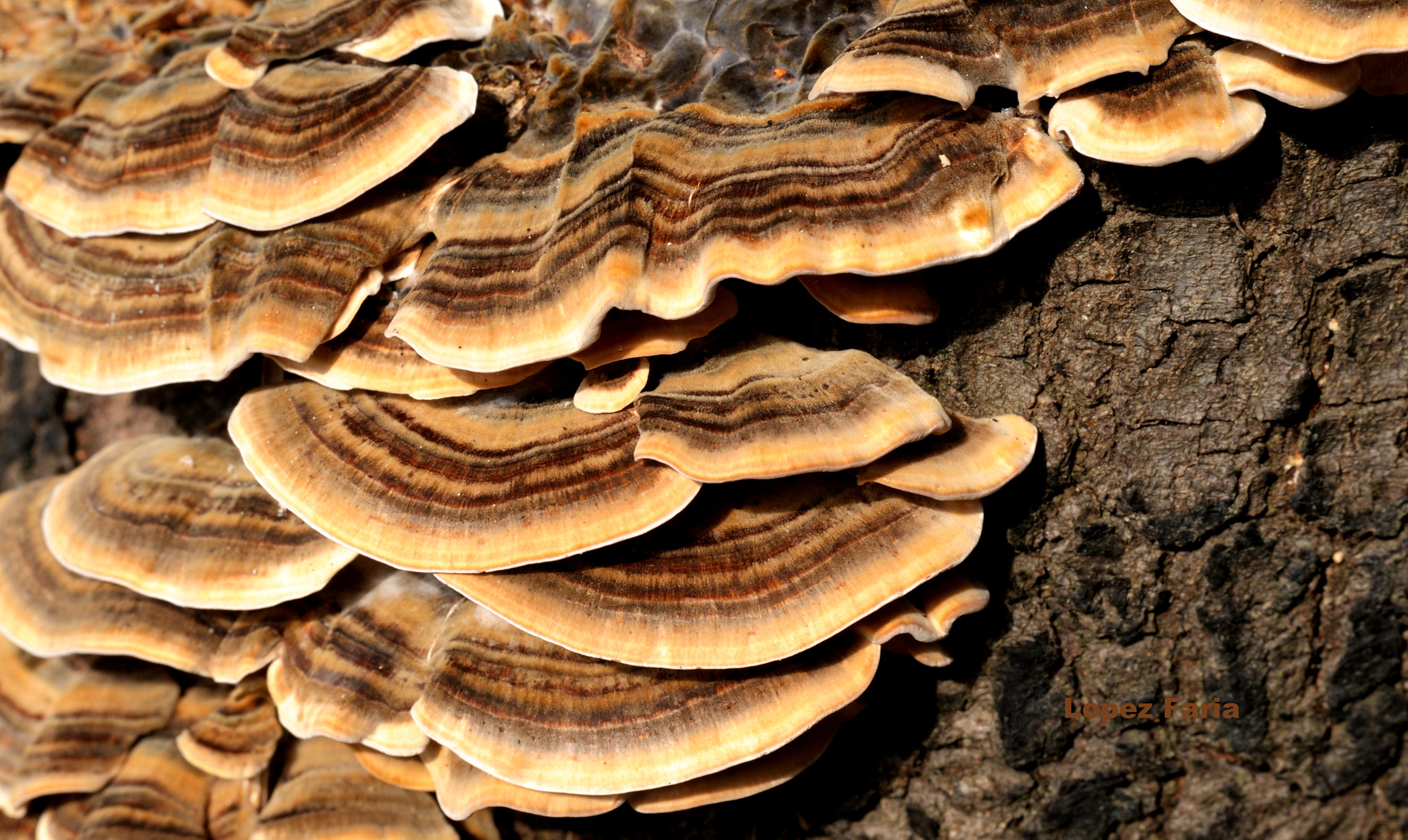 Nikon D300 + Manual Lens No CPU sample photo. Mushrooms photography