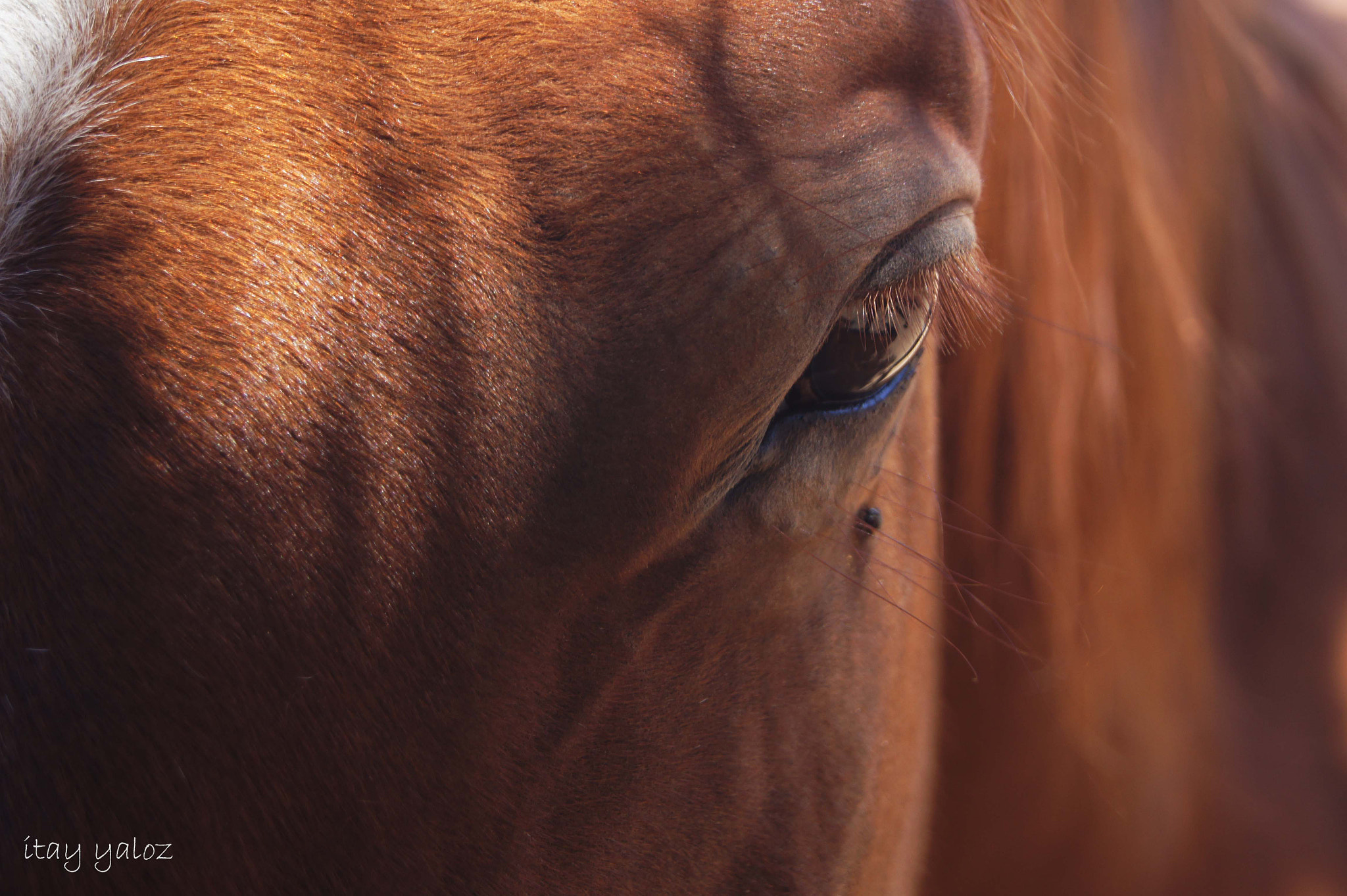 Sony Alpha DSLR-A560 sample photo. Horses eye photography