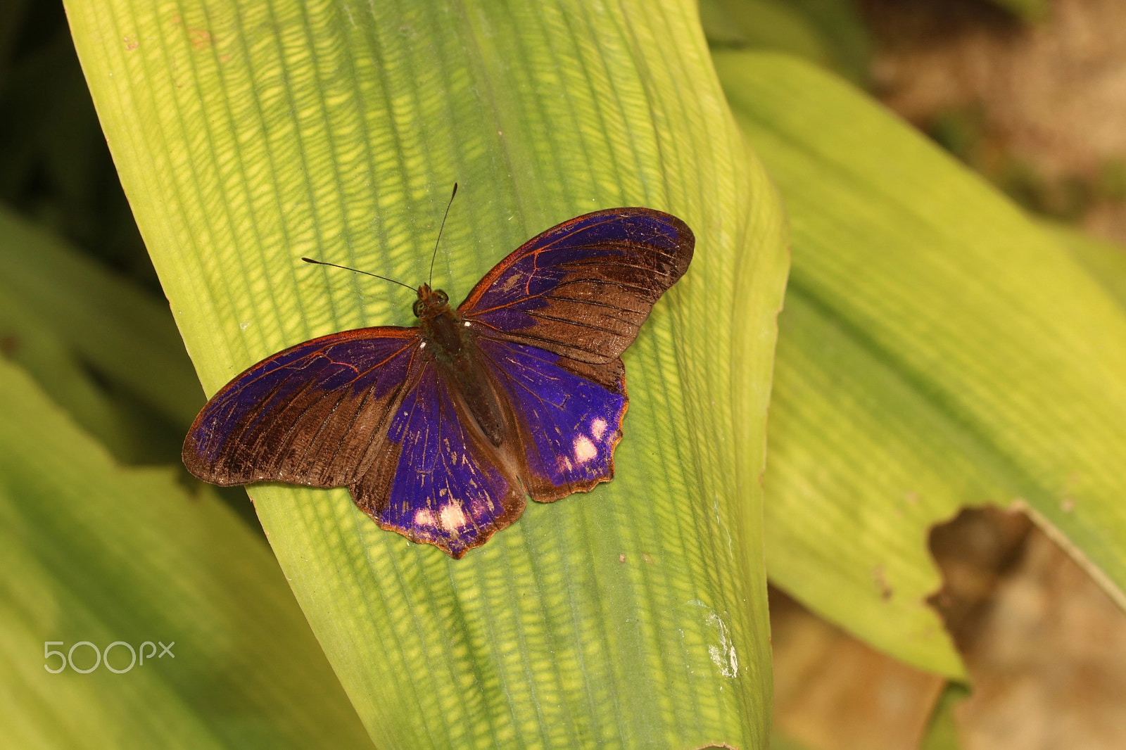 Canon EF 50mm F2.5 Macro sample photo. Purple on green photography