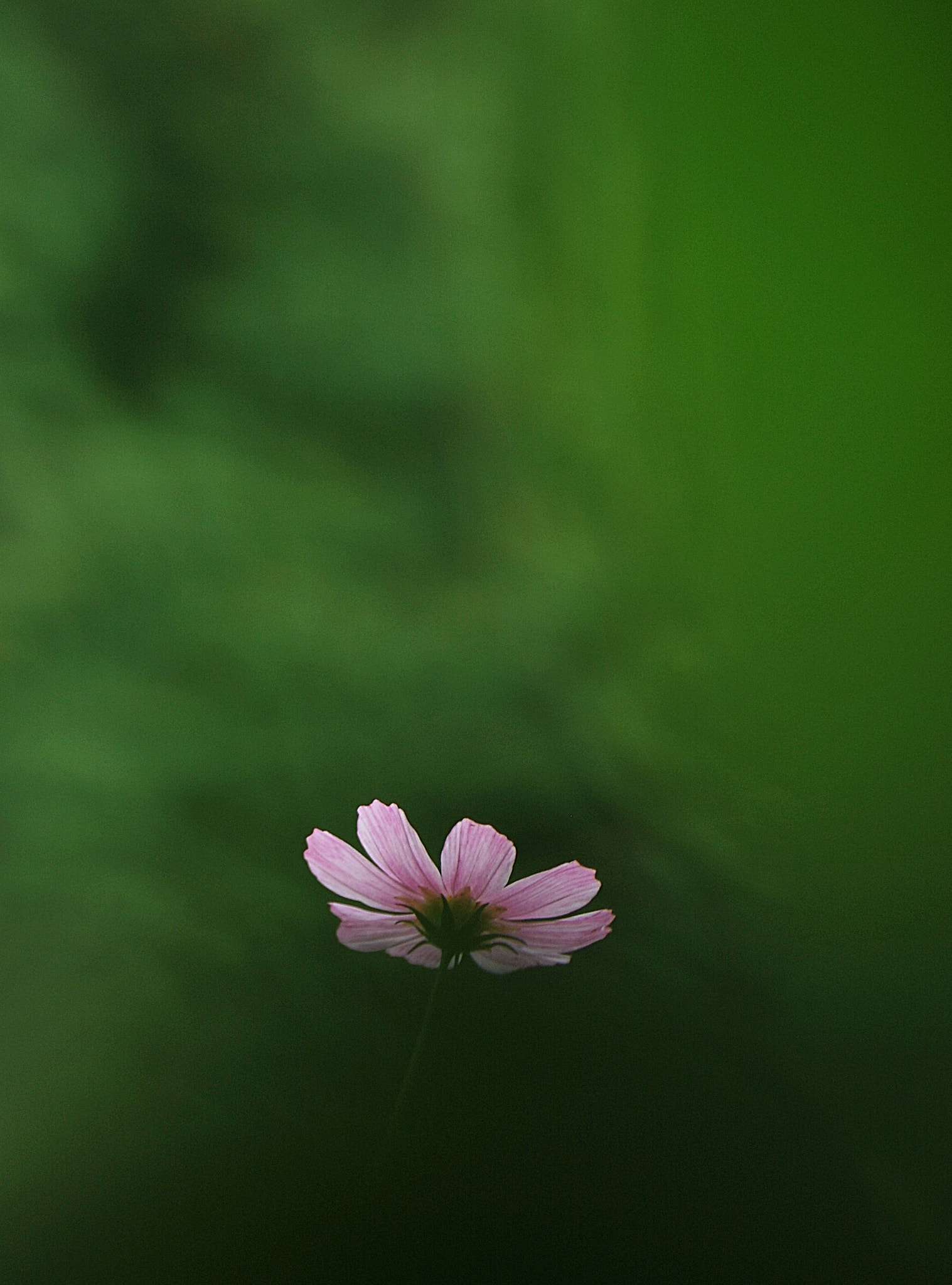 Sigma 55-200mm F4-5.6 DC HSM sample photo. Pink flower photography