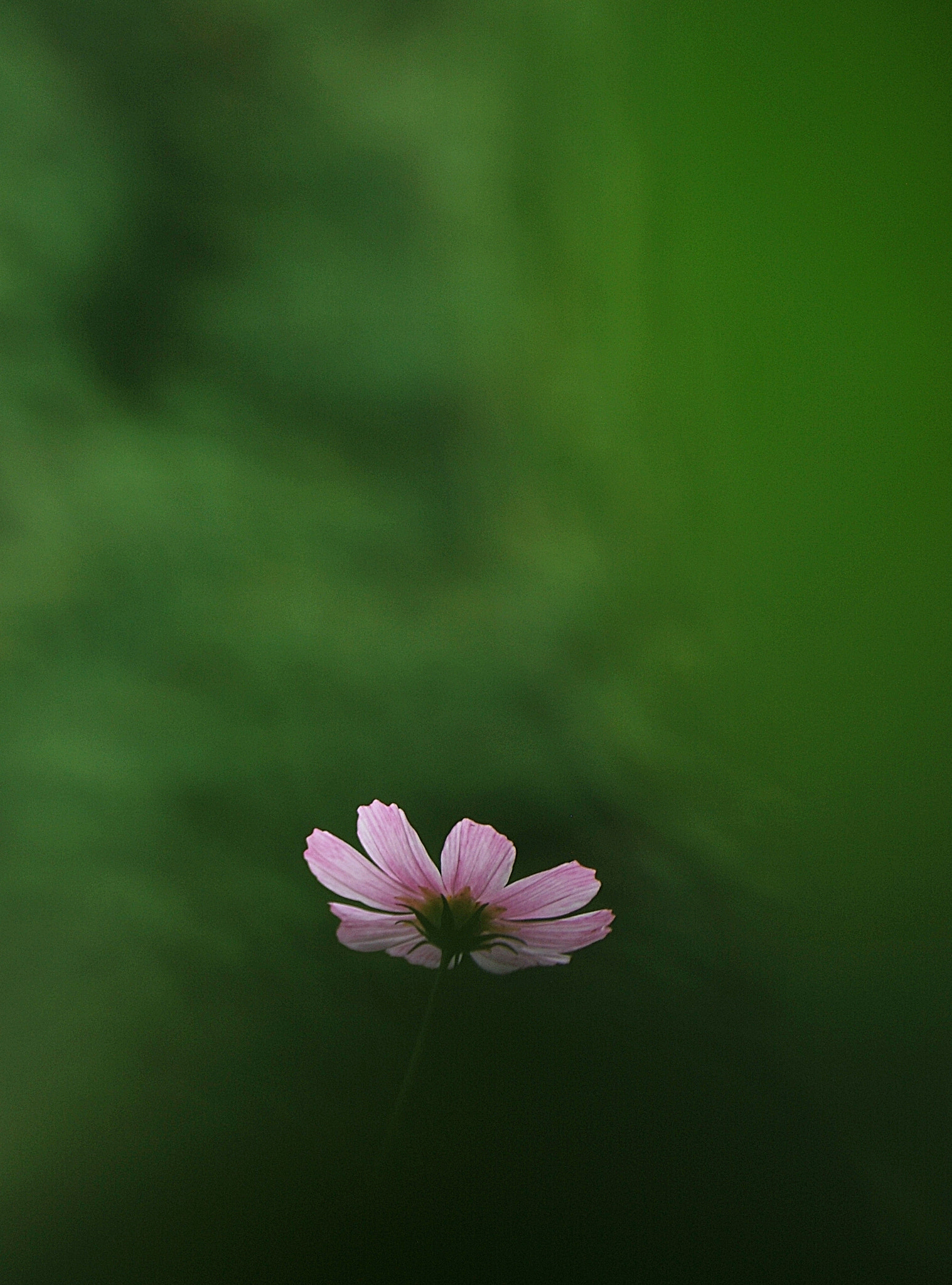 Nikon D60 + Sigma 55-200mm F4-5.6 DC HSM sample photo. Pink flower photography