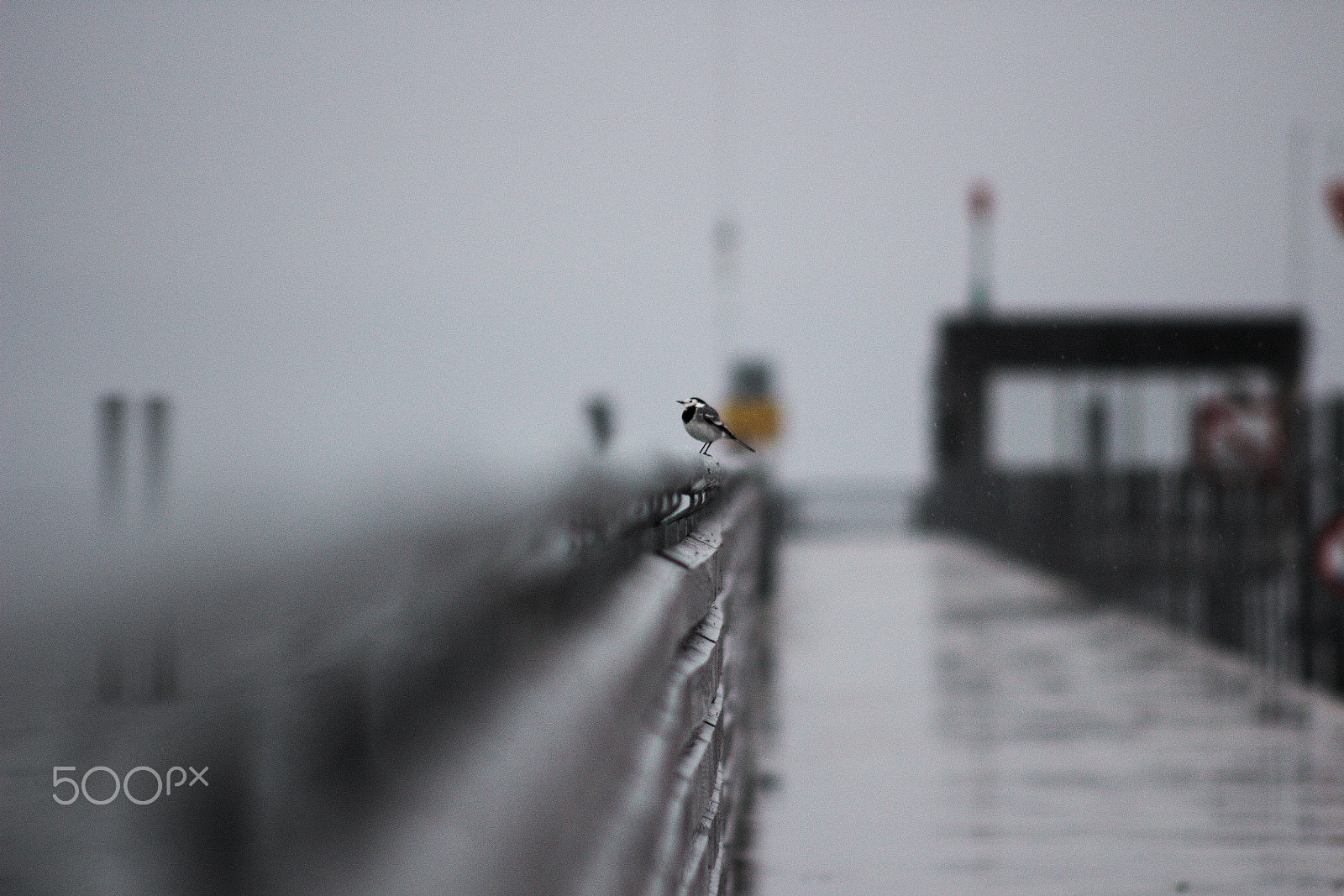 Canon EF 100-300mm f/5.6 sample photo. In altnau photography
