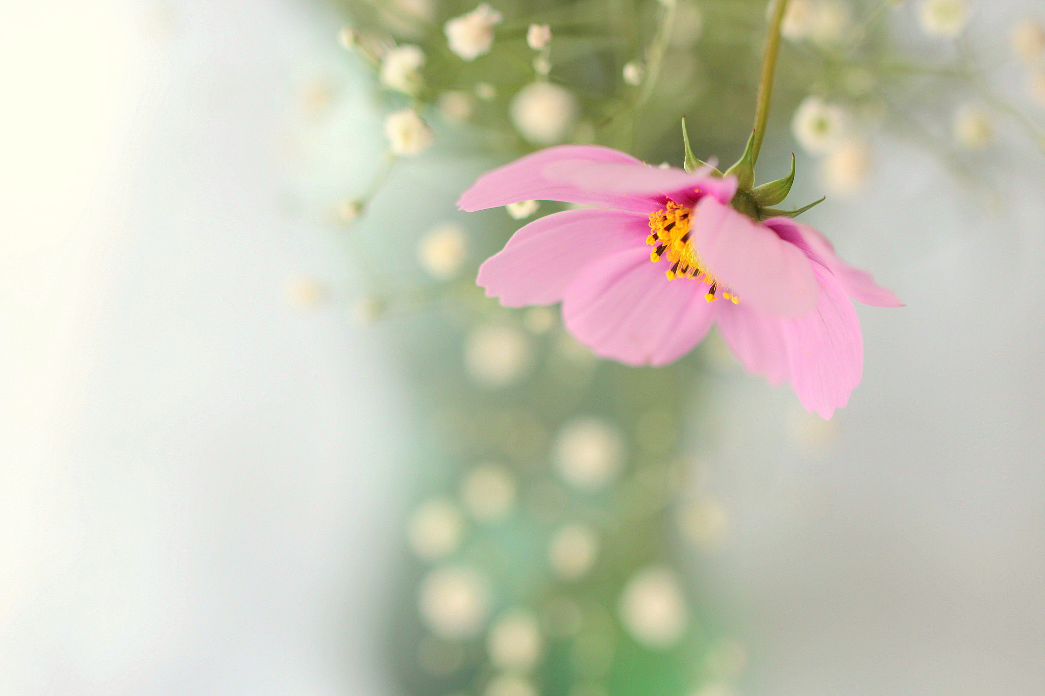 Canon EOS 650D (EOS Rebel T4i / EOS Kiss X6i) sample photo. Snowflakes photography