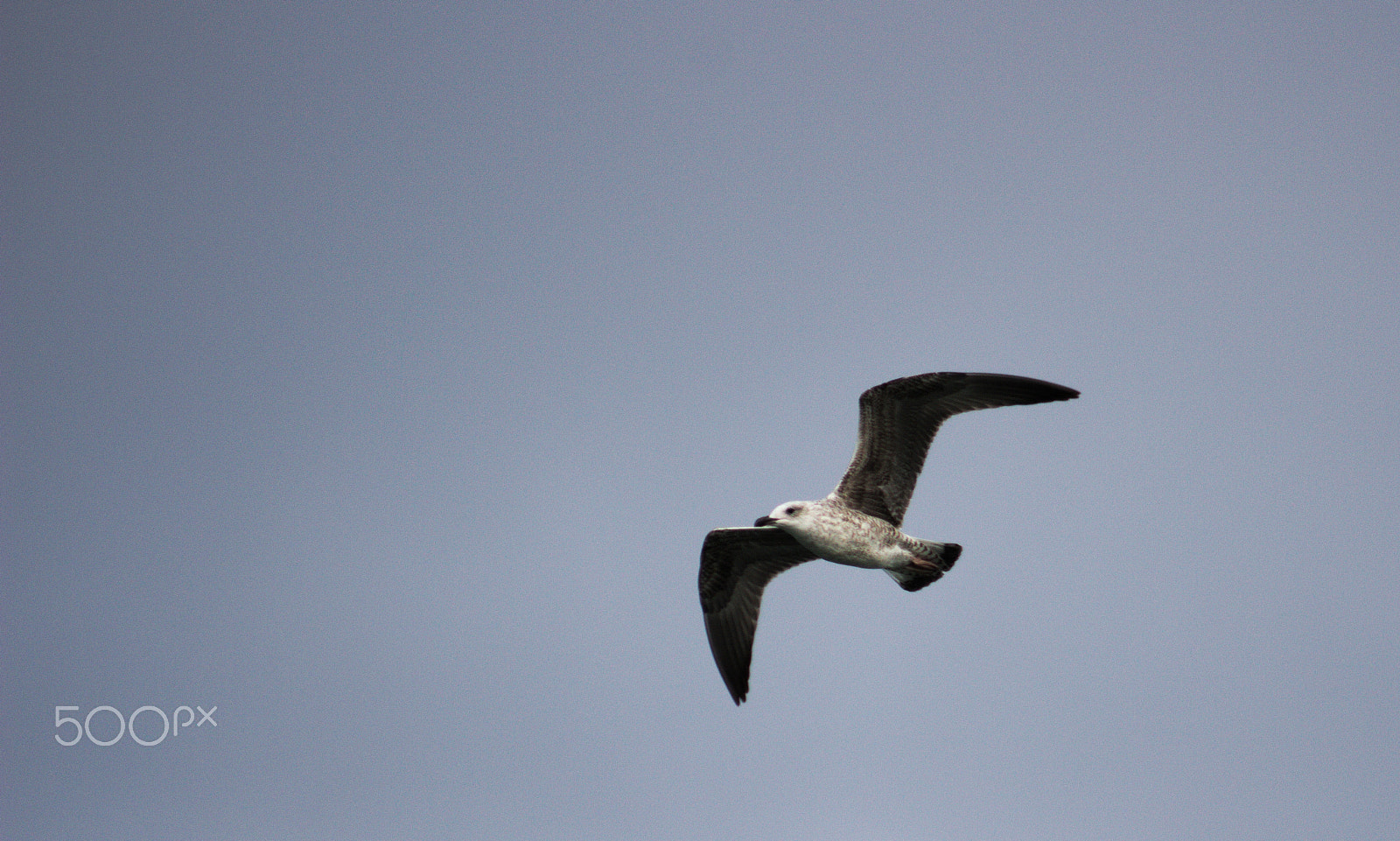 Canon EF 100-300mm f/5.6 sample photo. A close look photography