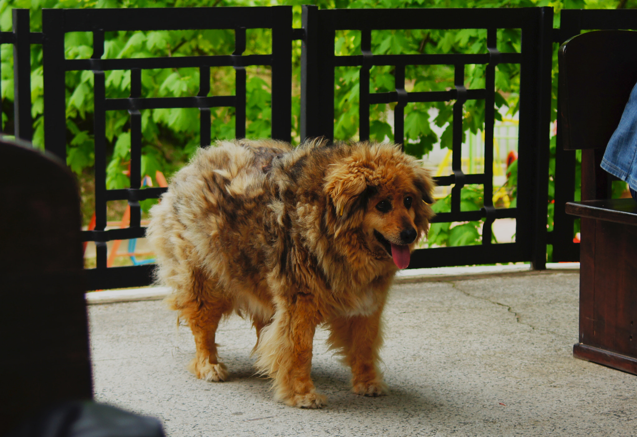 Sony SLT-A55 (SLT-A55V) + 35-70mm F4 sample photo. Fluff..but dog photography