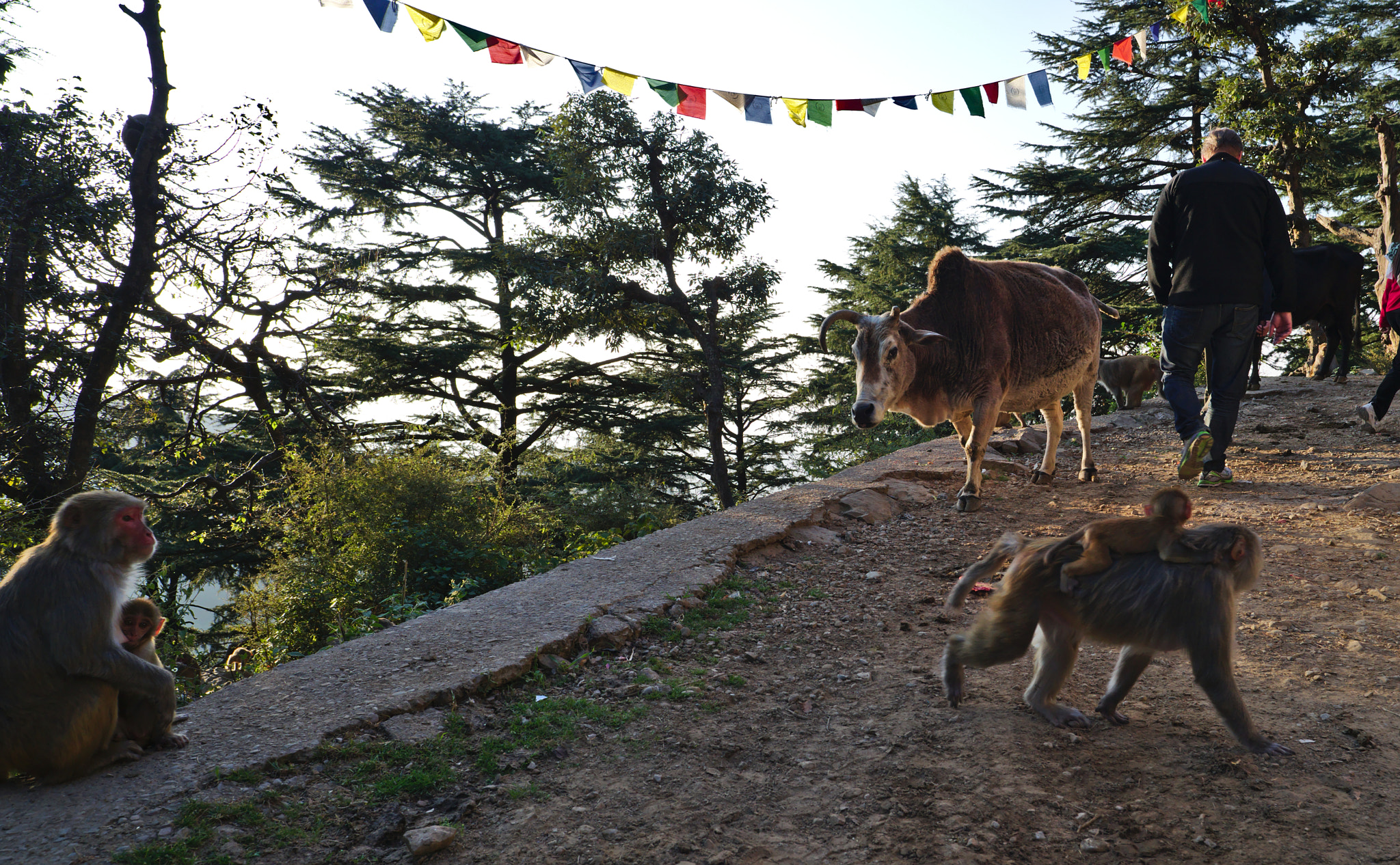 Nikon D800 + Manual Lens No CPU sample photo. Rural crossing photography