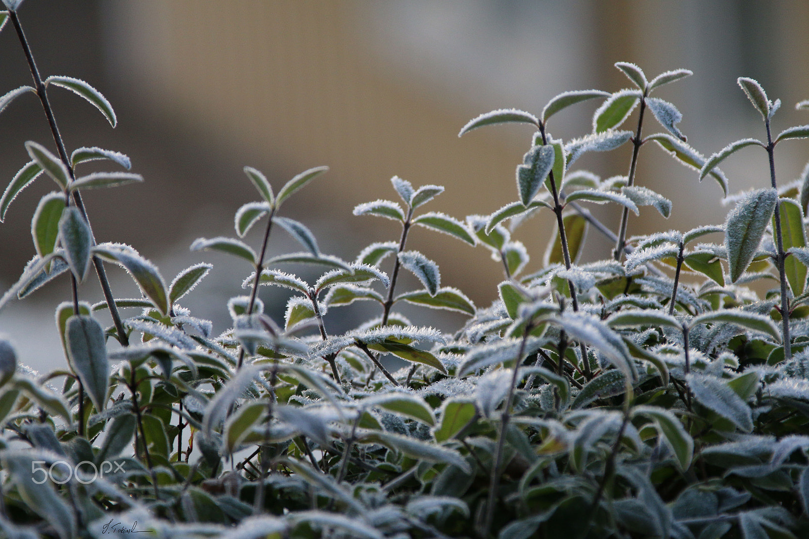 Canon EF 28-300mm F3.5-5.6L IS USM sample photo. Frosty morning photography