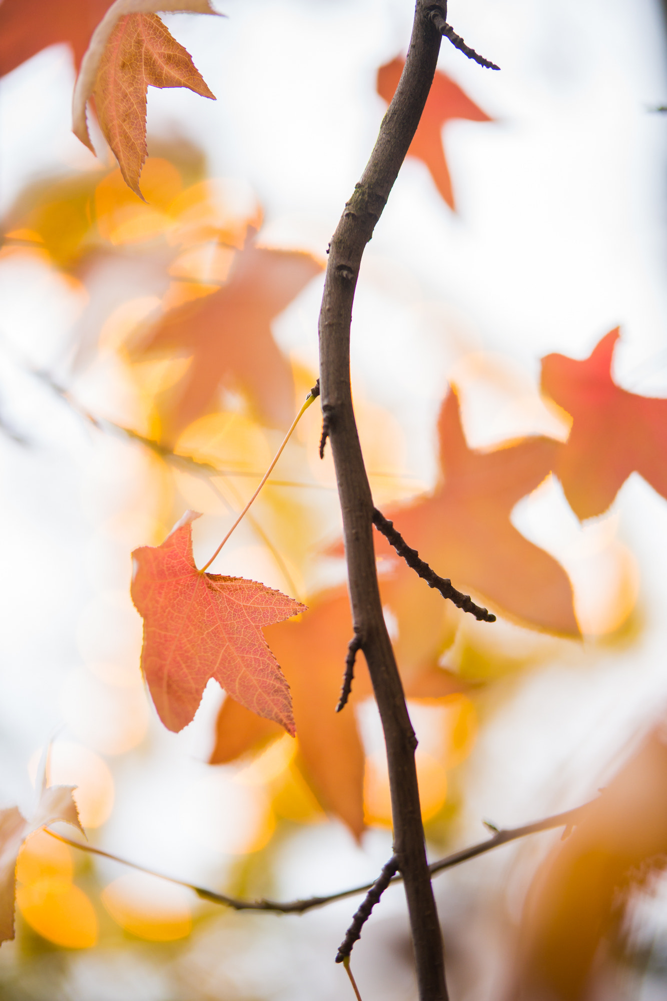 Tamron SP AF 70-200mm F2.8 Di LD (IF) MACRO sample photo. The last leaf photography