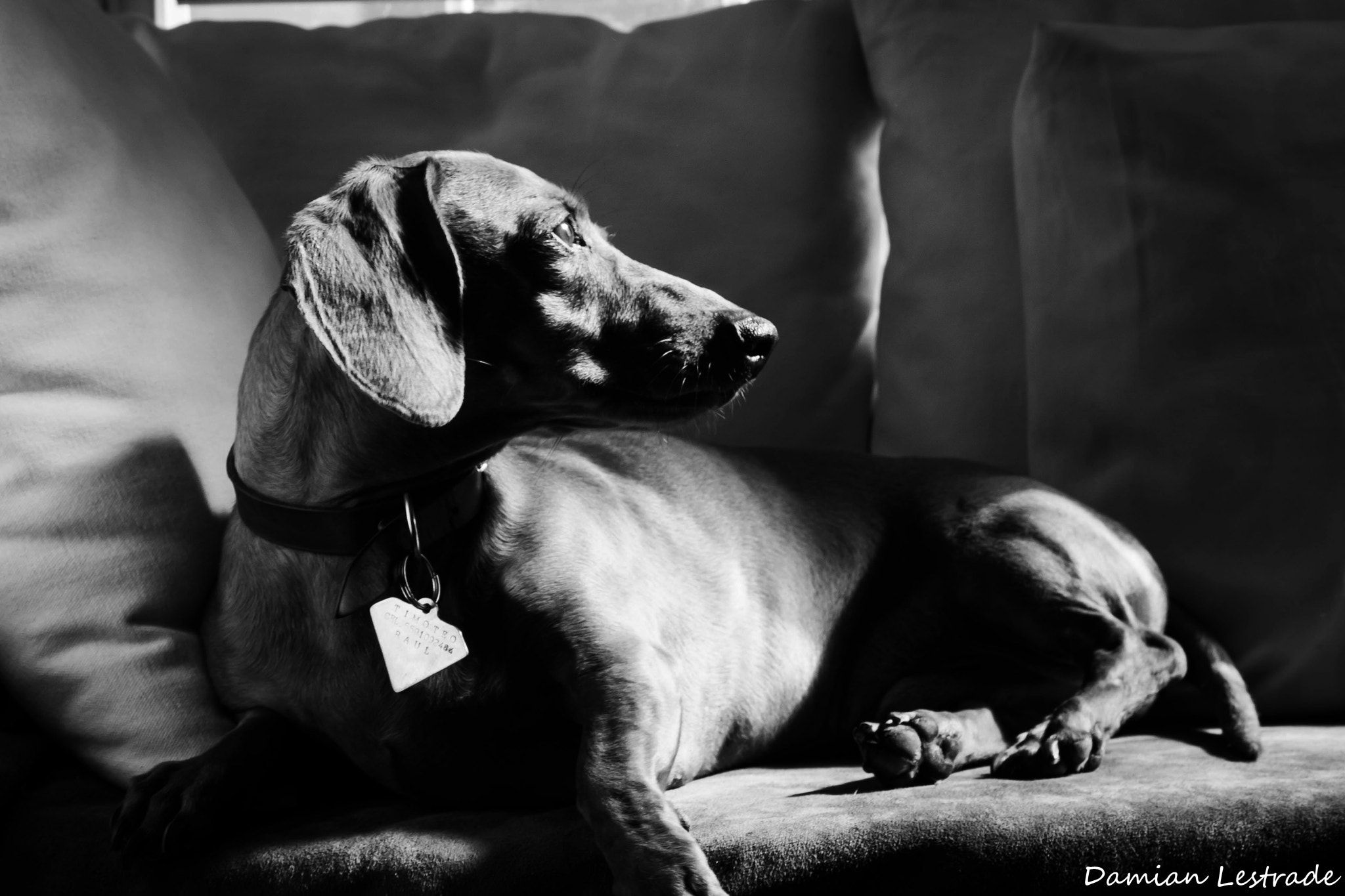 Canon EF 28-90mm f/4-5.6 sample photo. Dog model photography
