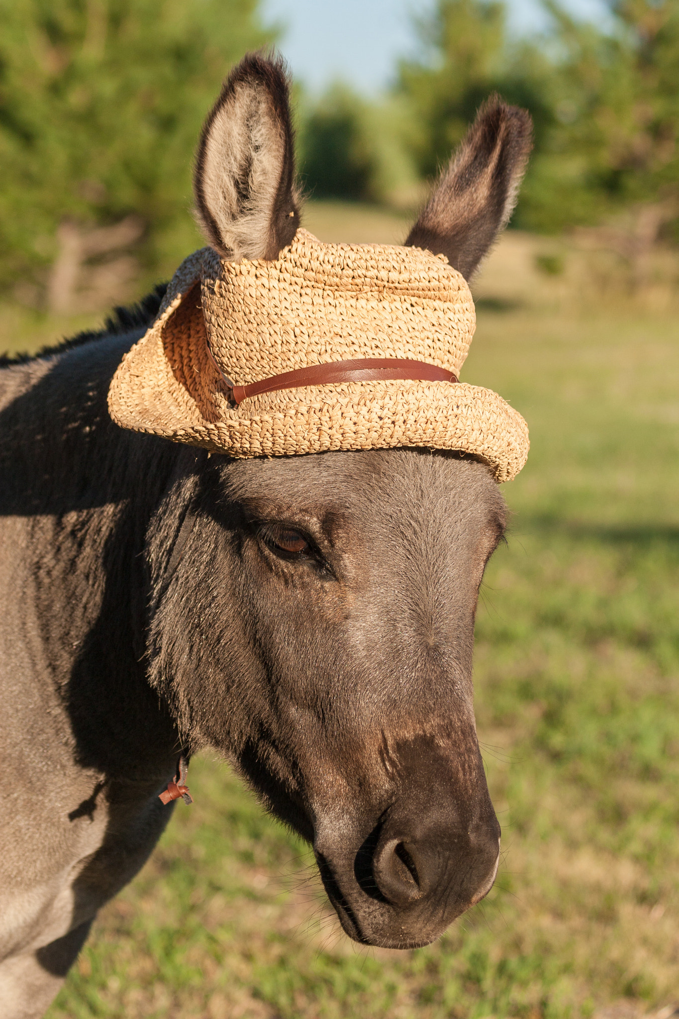 Canon EOS 30D + Canon EF 75-300mm F4.0-5.6 IS USM sample photo. Cute miniature donkey with hat photography
