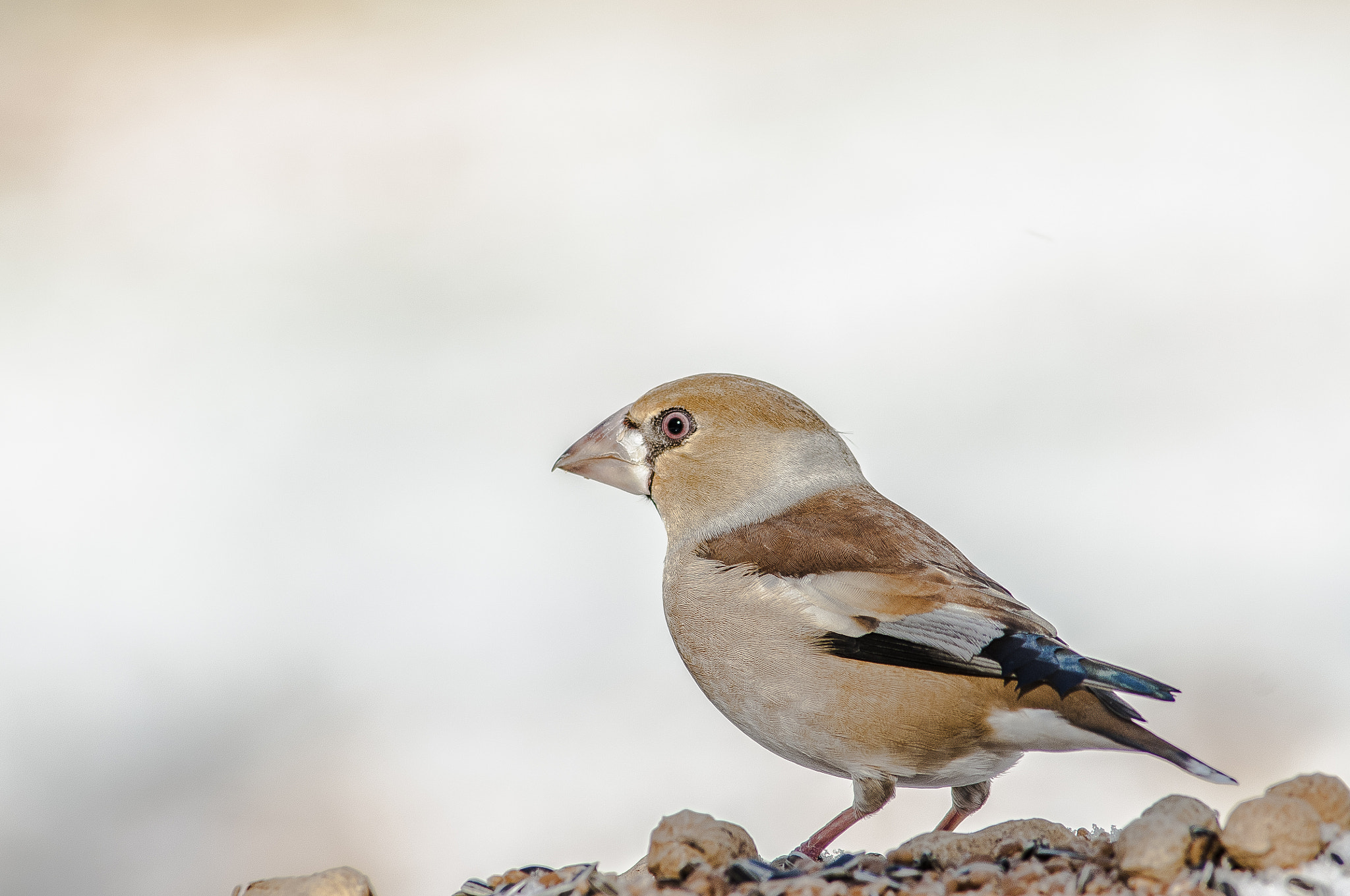 Nikon D300 + AF Nikkor 300mm f/4 IF-ED sample photo. Hora de comer photography