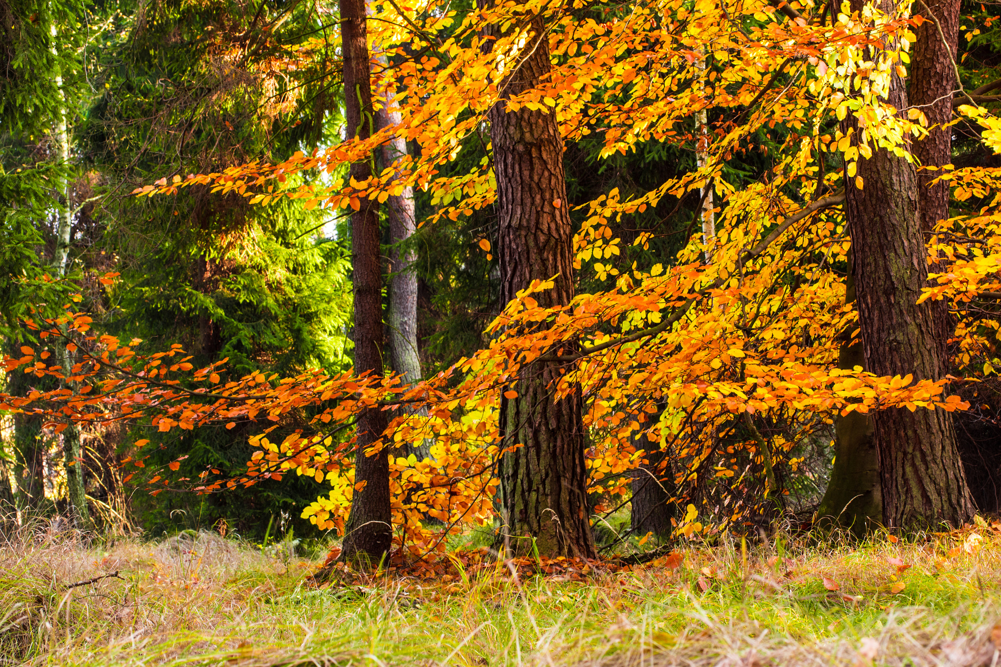 Olympus PEN E-PL5 sample photo. Forest photography