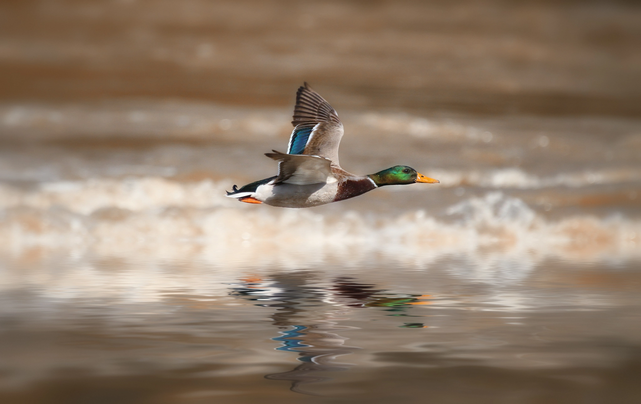 Canon EOS 7D + Sigma 50-500mm f/4-6.3 APO HSM EX sample photo. Duck photography