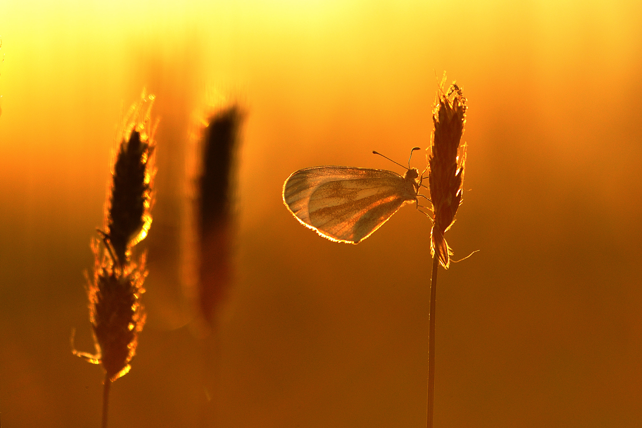 Sigma APO Macro 180mm F3.5 EX DG HSM sample photo. Golden night photography