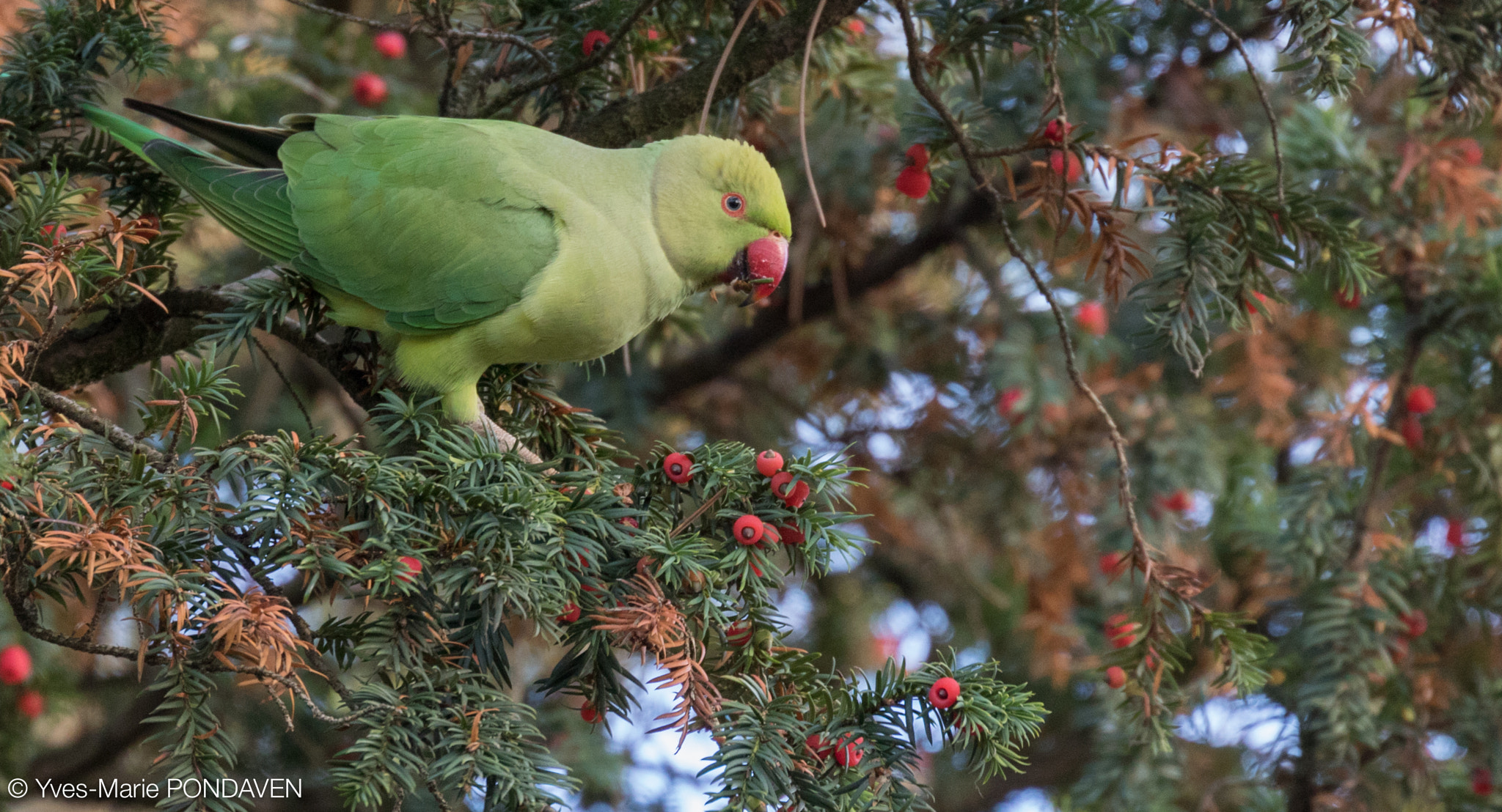 Canon EF 70-300mm F4-5.6L IS USM sample photo. The green and the red photography