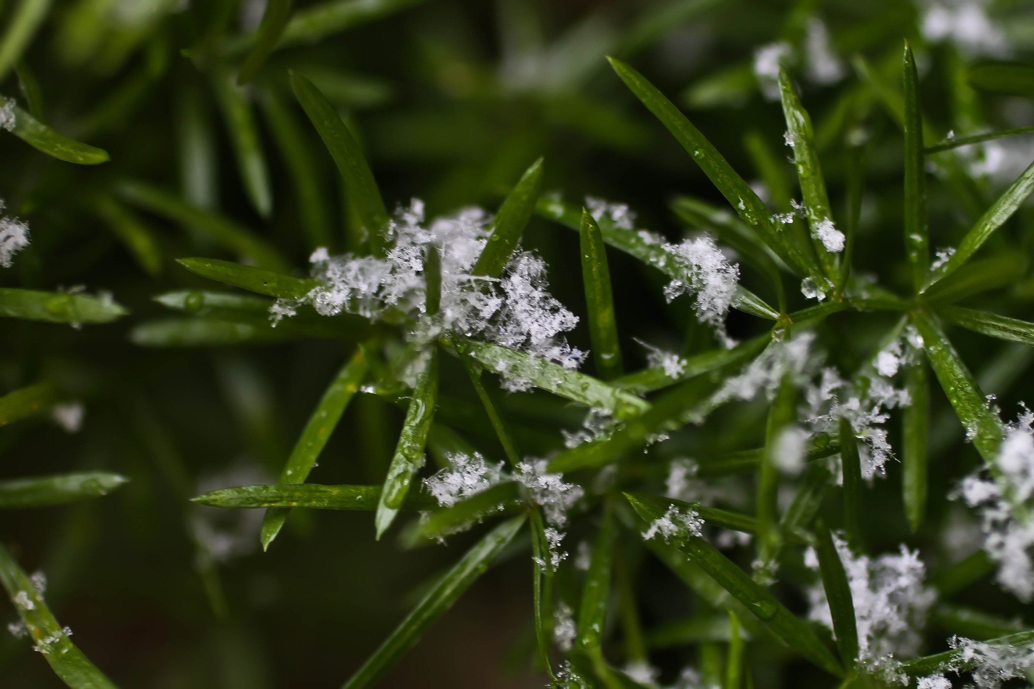 Canon EF 50mm F2.5 Macro sample photo. Plant and snow photography
