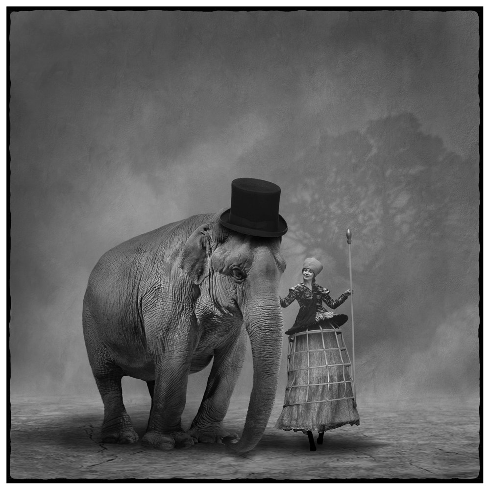 Nikon AF-S Nikkor 28-70mm F2.8 ED-IF sample photo. Der elefant photography