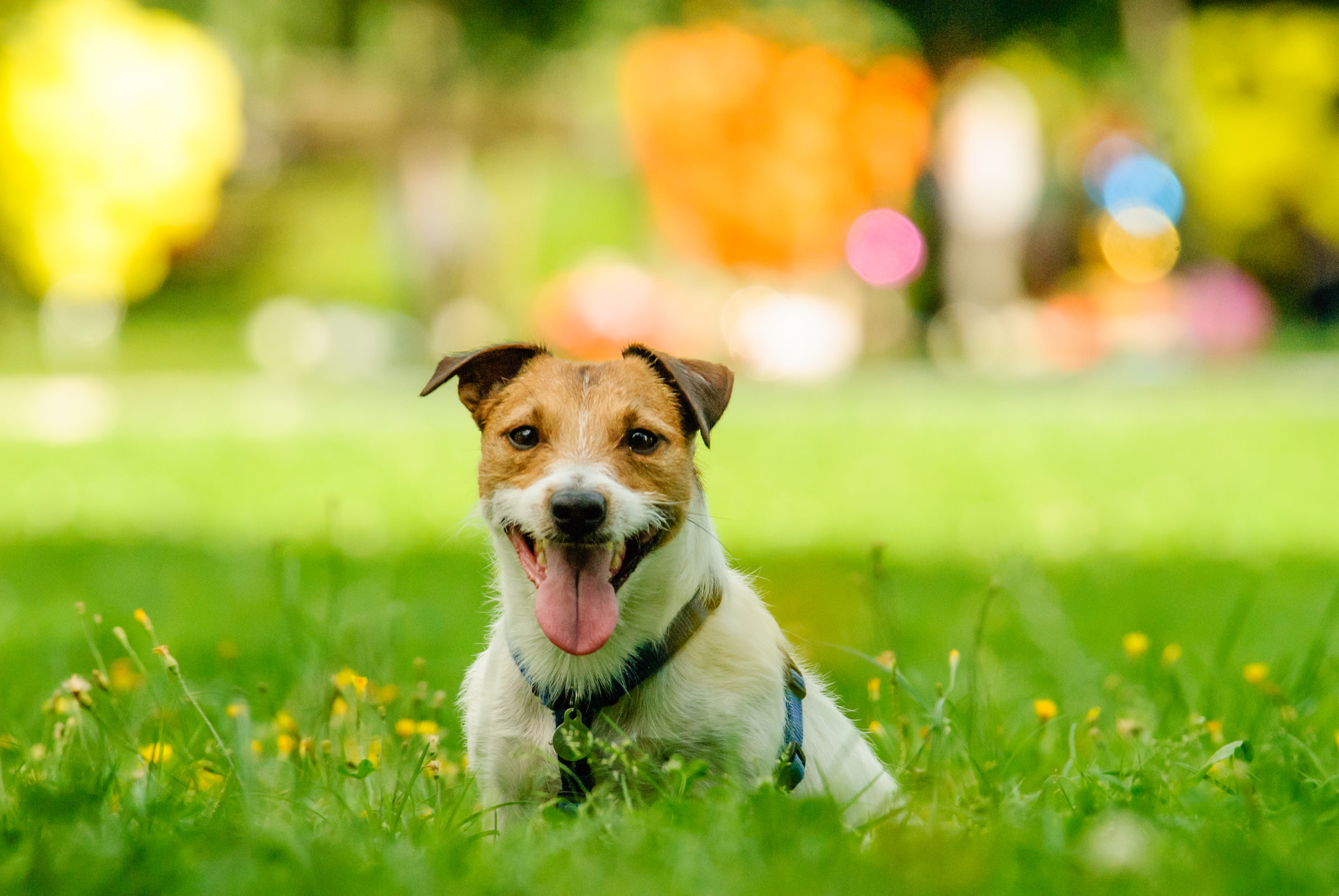 Nikon D200 sample photo. Coloful portrait of dog at park photography