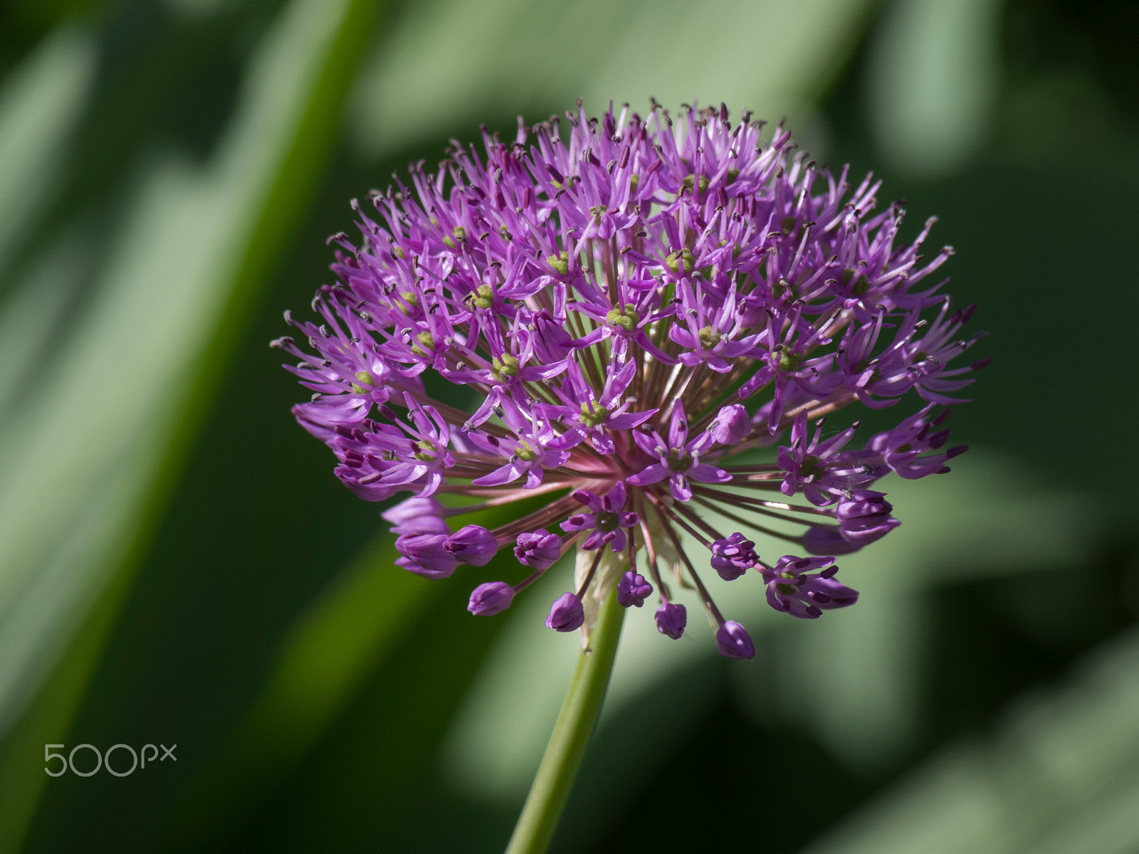 Olympus PEN E-PL5 sample photo. Big alium flower in bloom photography
