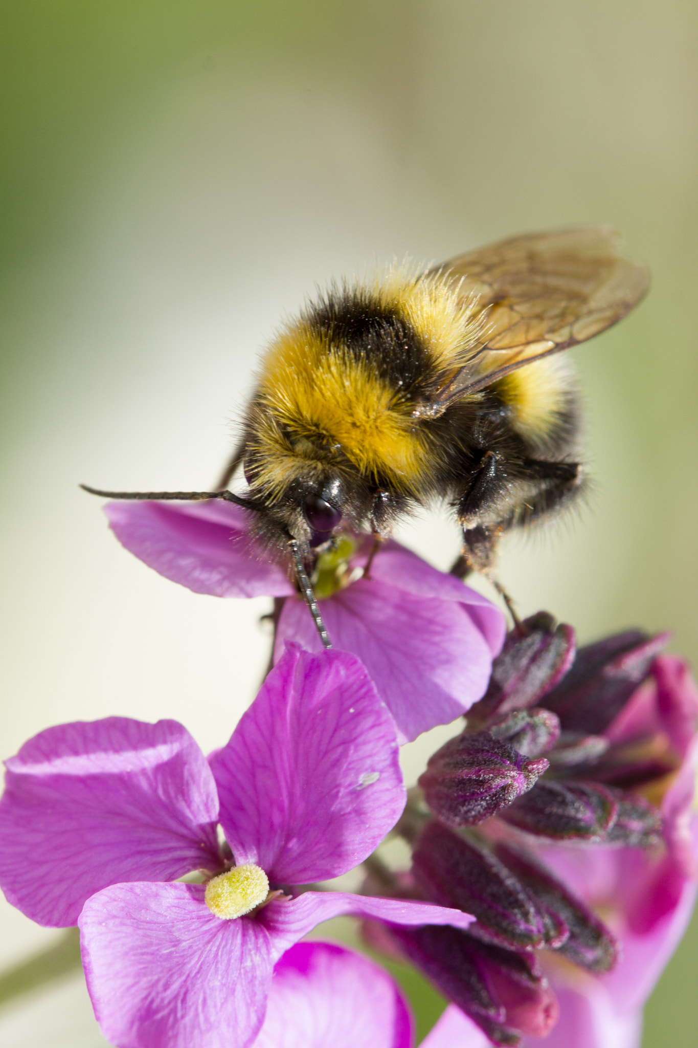 Canon EOS 550D (EOS Rebel T2i / EOS Kiss X4) + Canon EF 100mm F2.8 Macro USM sample photo. Bumble bee on a flower photography