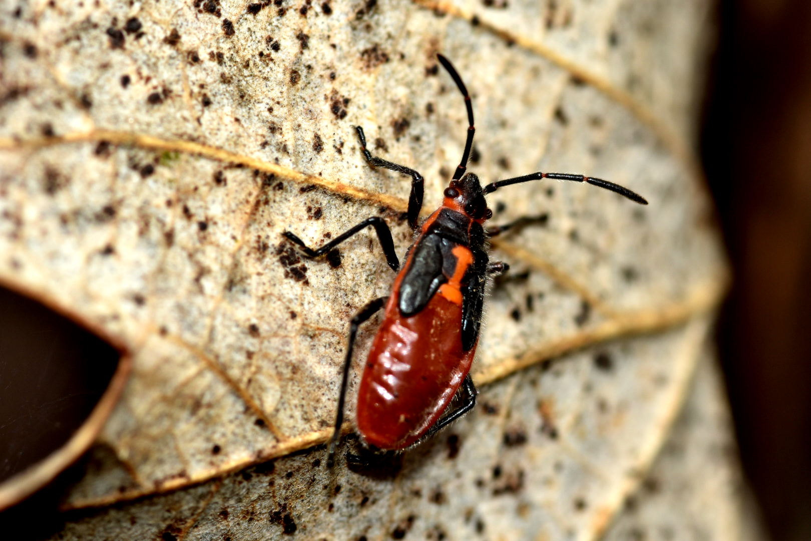 Nikon D7200 + Sigma 105mm F2.8 EX DG Macro sample photo. Bug on the leaf photography