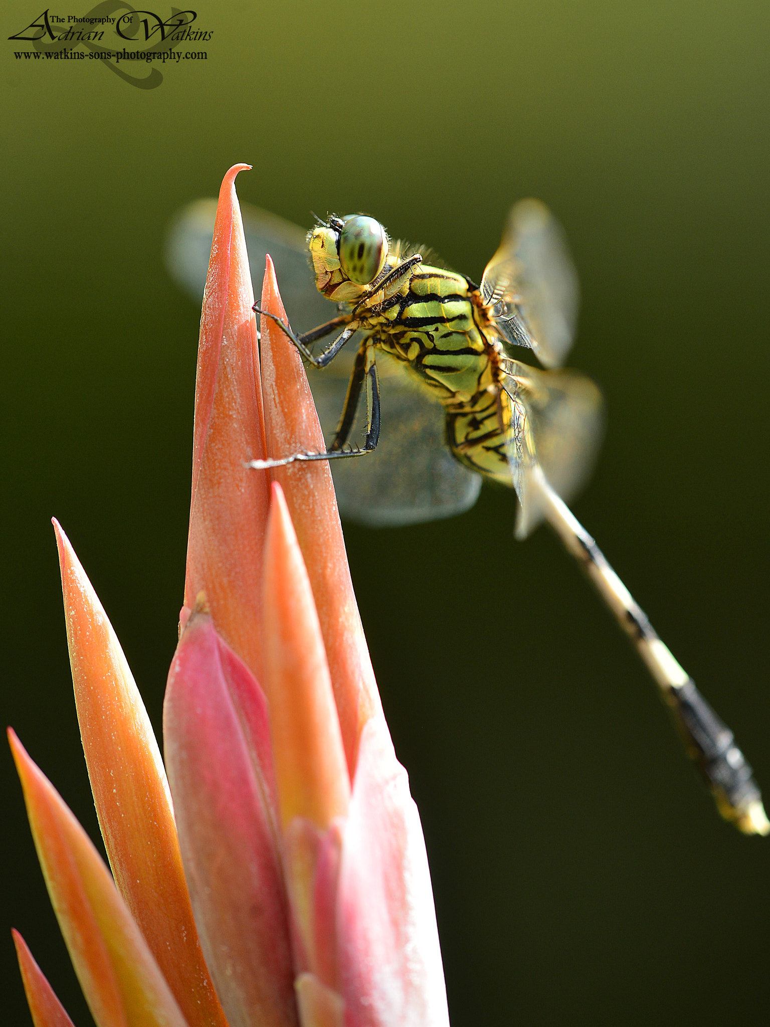 Sigma 150mm F2.8 EX DG Macro HSM sample photo. Dragonfly photography
