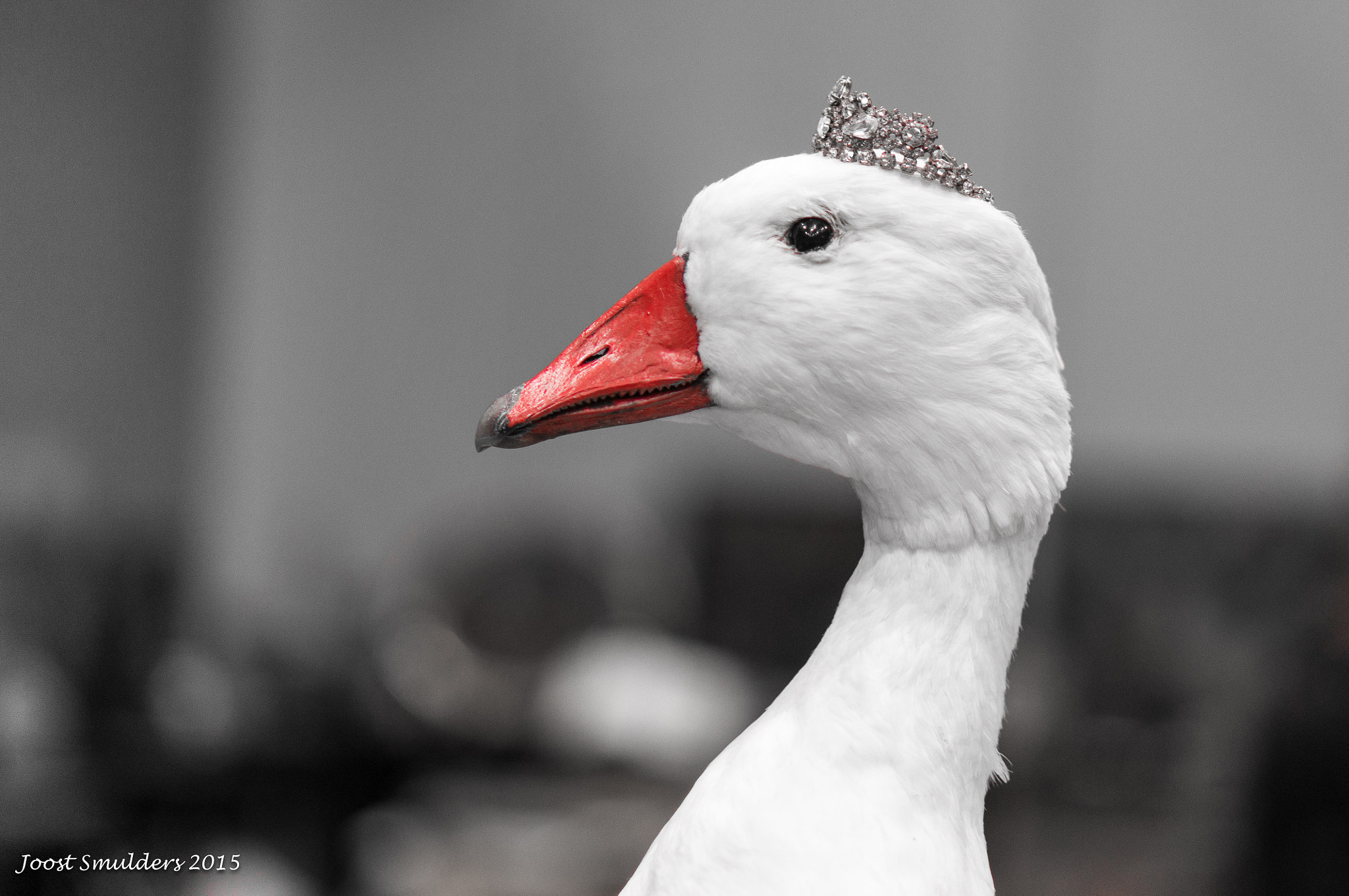 Sony Alpha NEX-5T + E 50mm F1.8 OSS sample photo. Royal duck photography