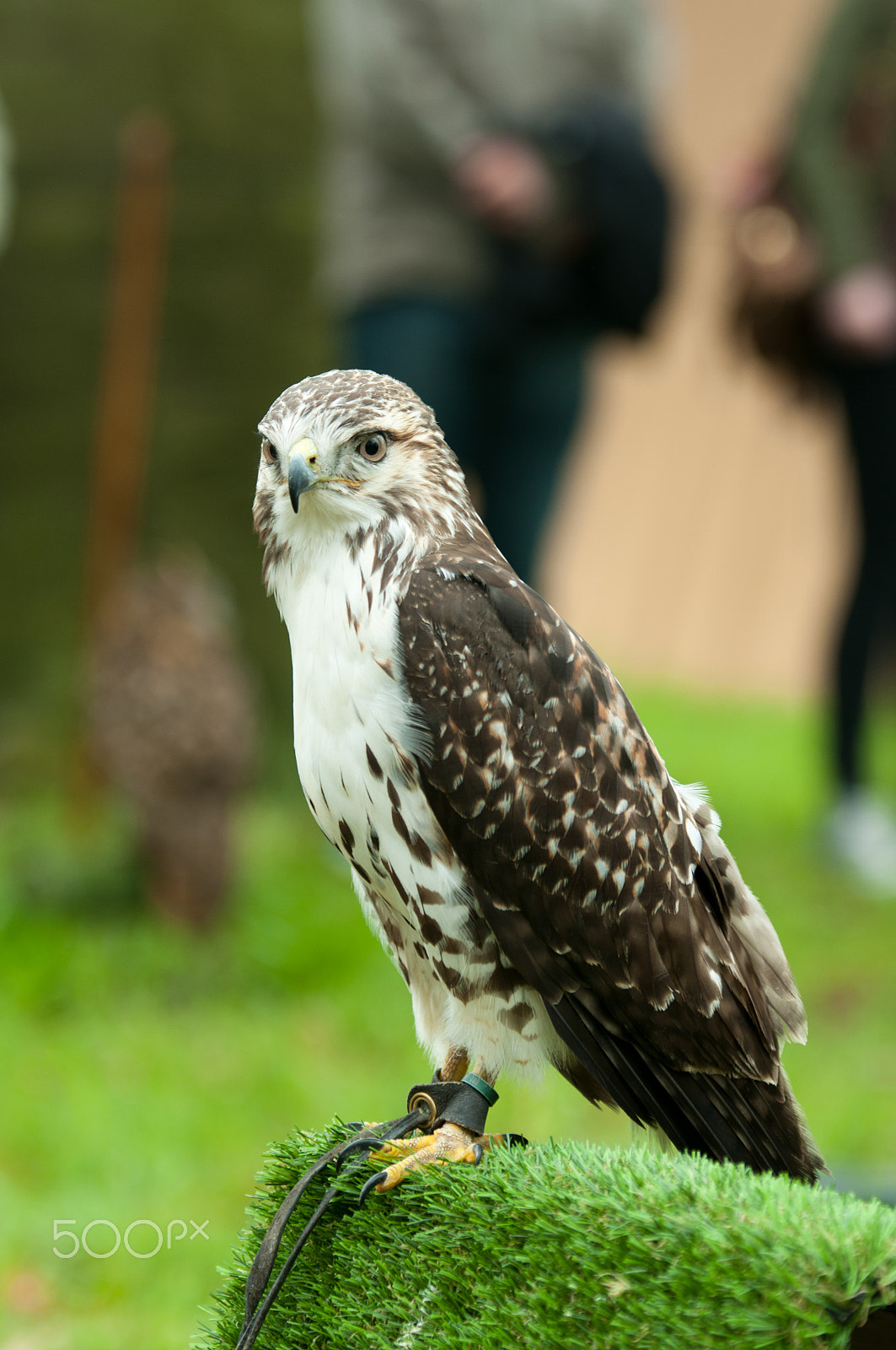 Sigma 70-200mm F2.8 EX DG OS HSM sample photo. Young peregrine falcon photography