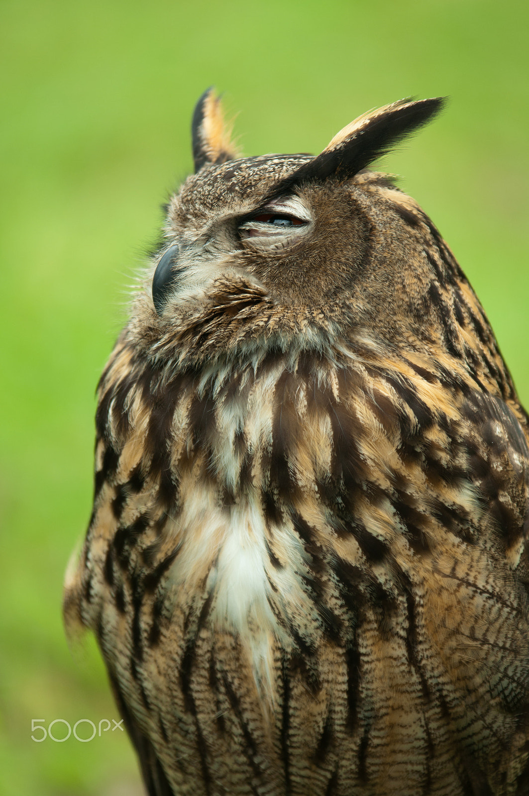 Nikon D5000 + Sigma 70-200mm F2.8 EX DG OS HSM sample photo. Owl with nearly closed eyes photography