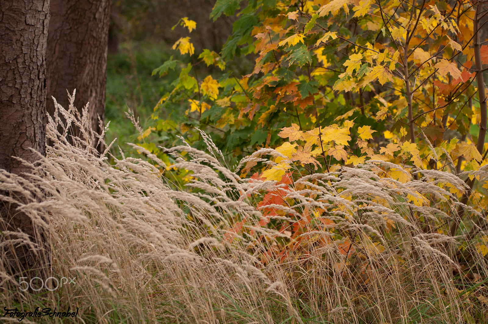 Sigma 70-200mm F2.8 EX DG OS HSM sample photo. Colorful autumn contrast photography