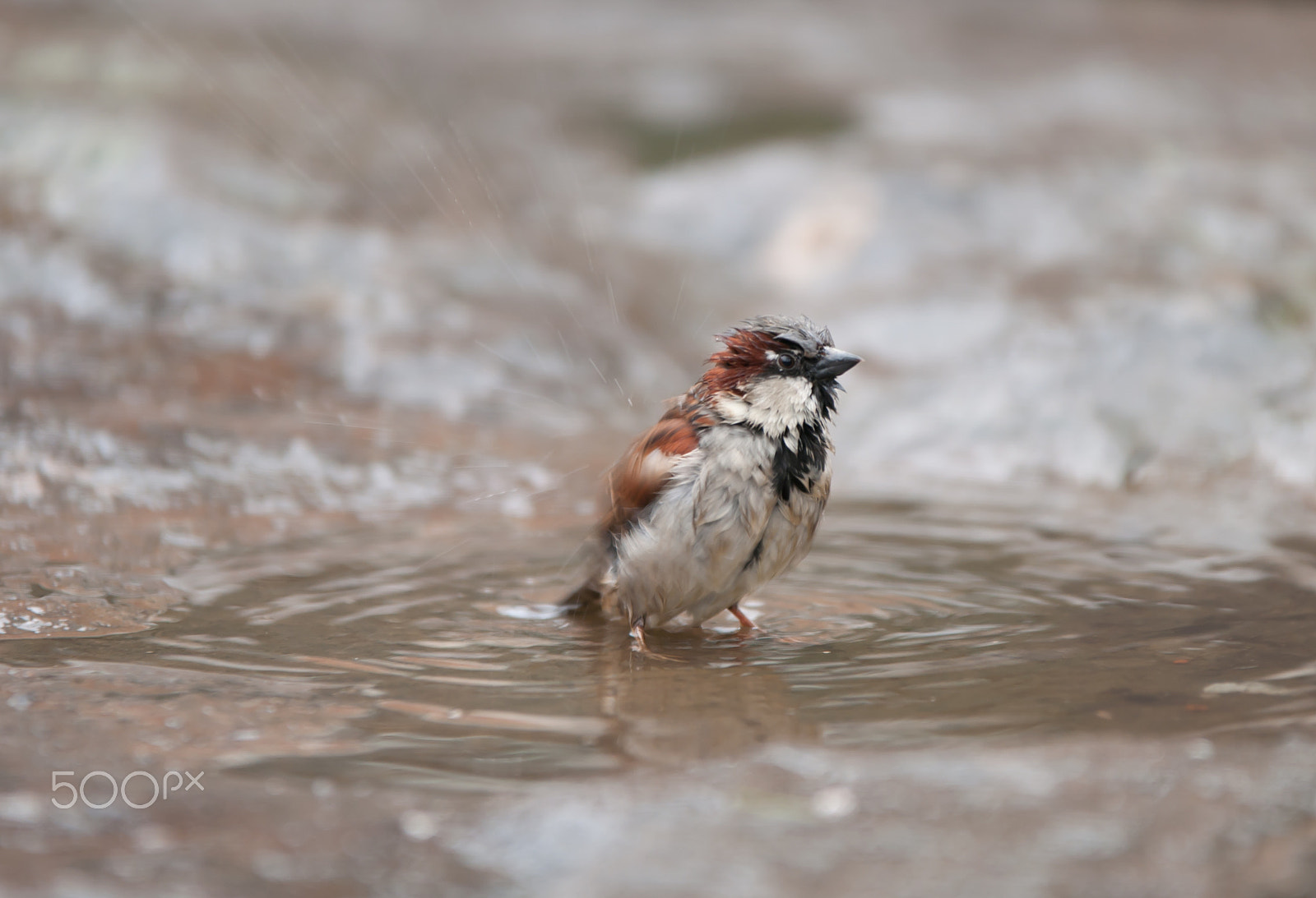 Sigma 70-200mm F2.8 EX DG OS HSM sample photo. Sparrow taking a bath photography